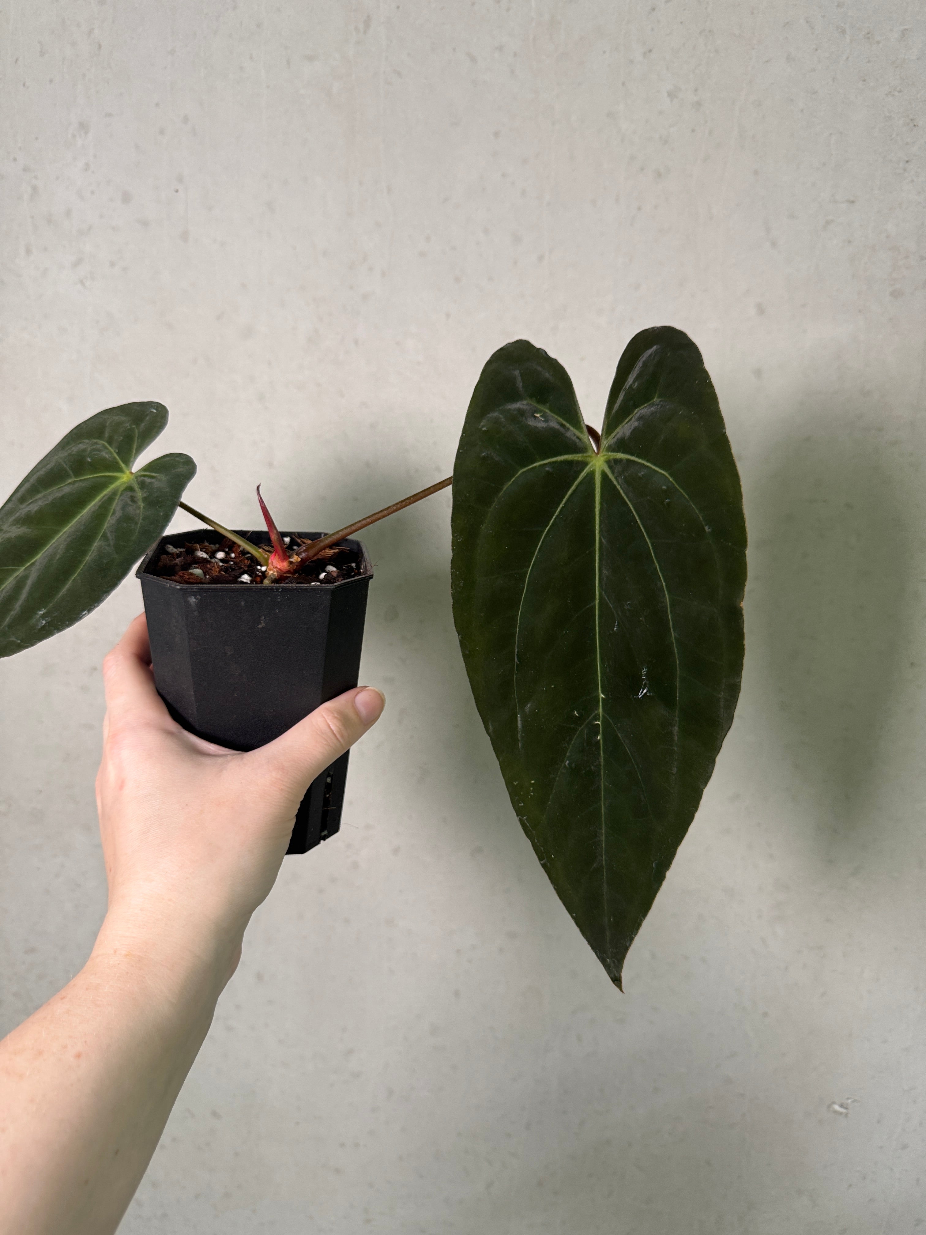 Smukhi Anthurium plant with vibrant green leaves and glossy red flowers, showcasing its lush, decorative foliage.