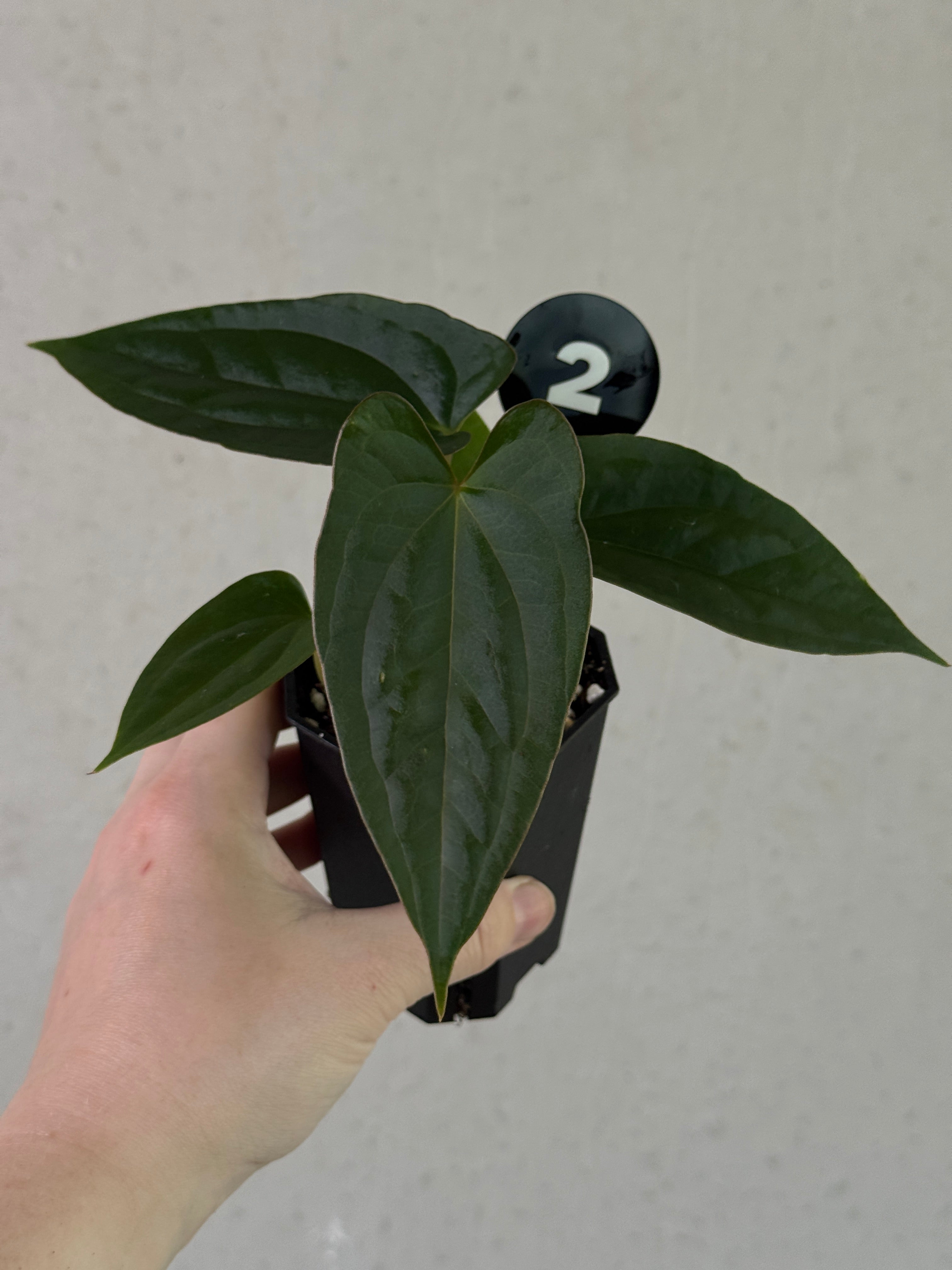 Dark Phoenix and Goliath Anthurium plant by SMUKHI with glossy dark leaves and lush green foliage.