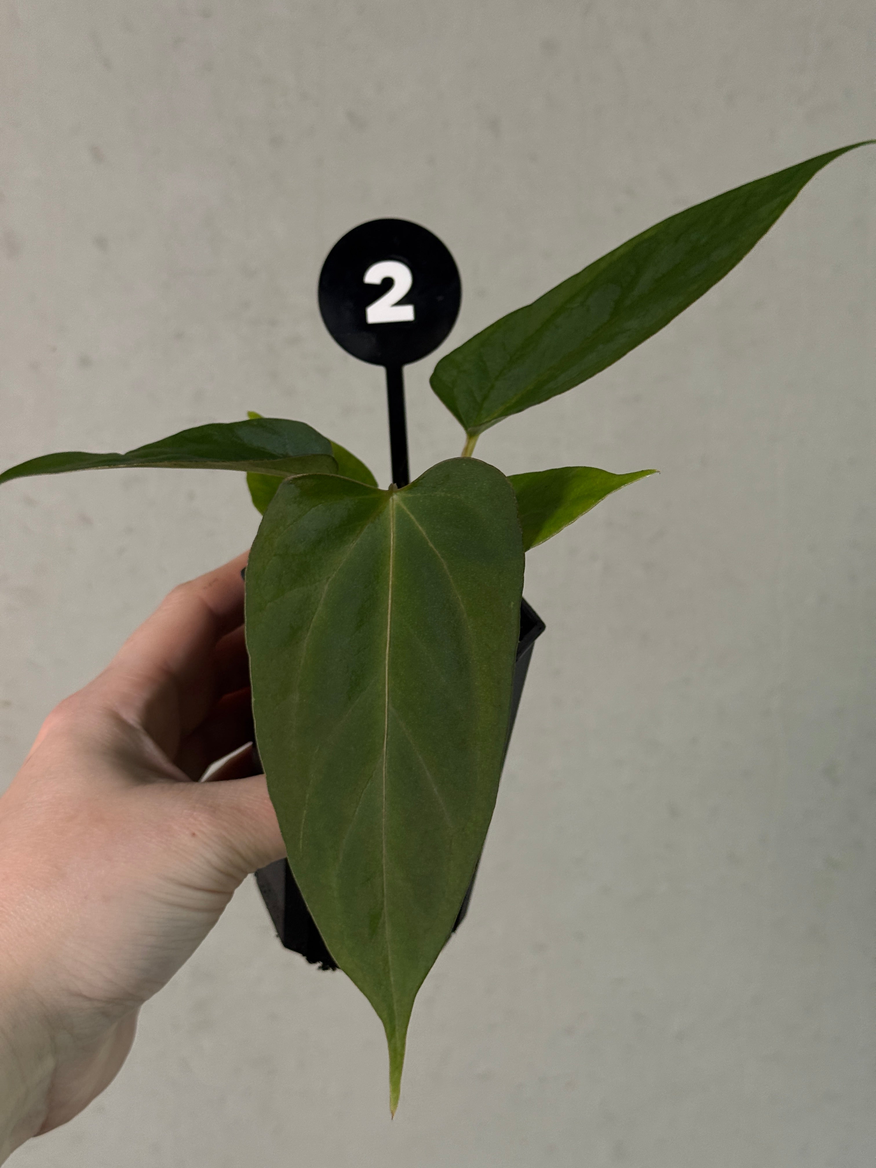 Anthurium plant with glossy green leaves and spadix flowers, a hybrid of 'Cobra' x Fort Sherman and Indo Portillae, by SMUKHI.