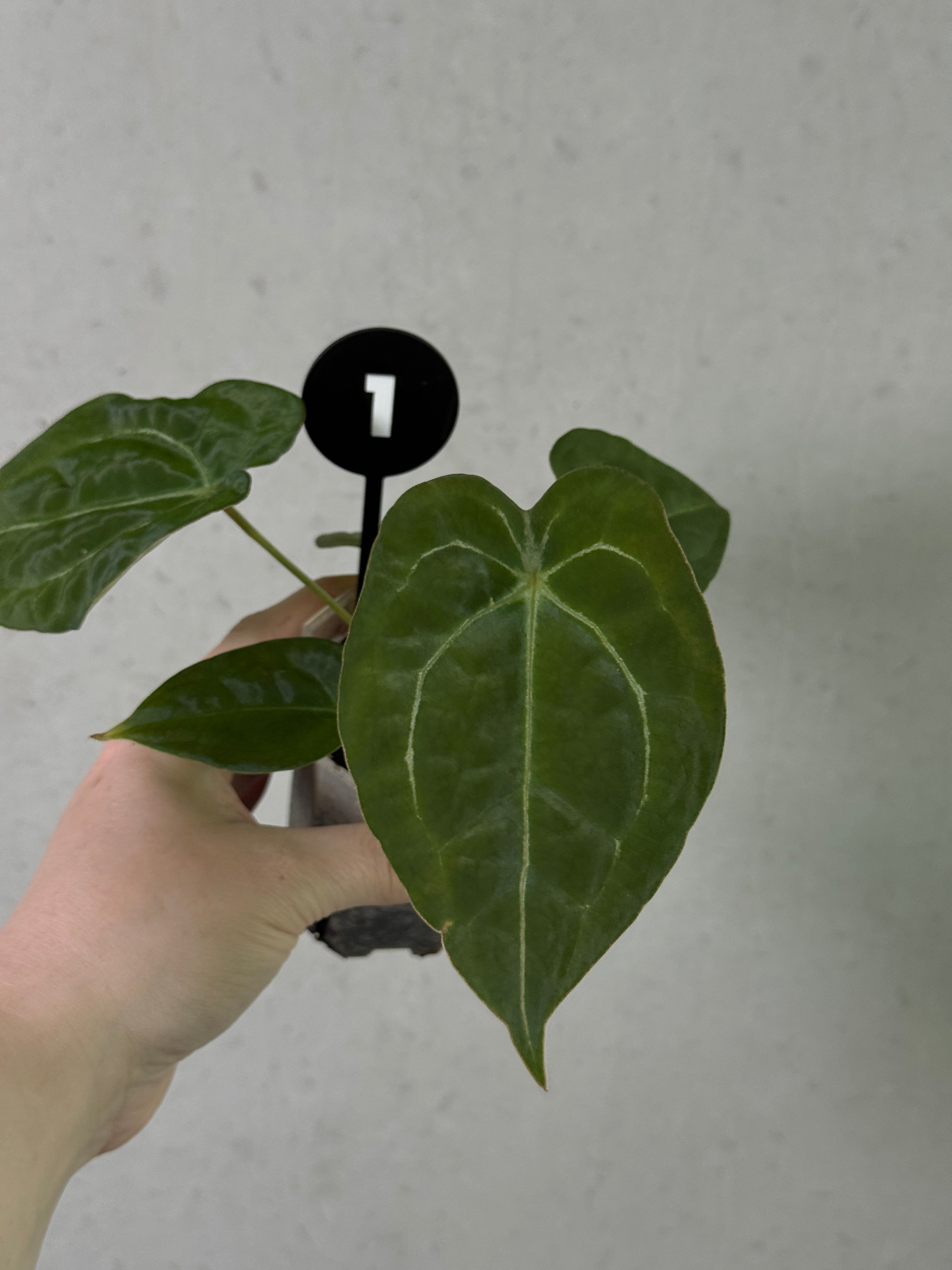 SMUKHI Anthurium Forgetii x Open plant with lush green and white variegated leaves, display of tropical foliage.