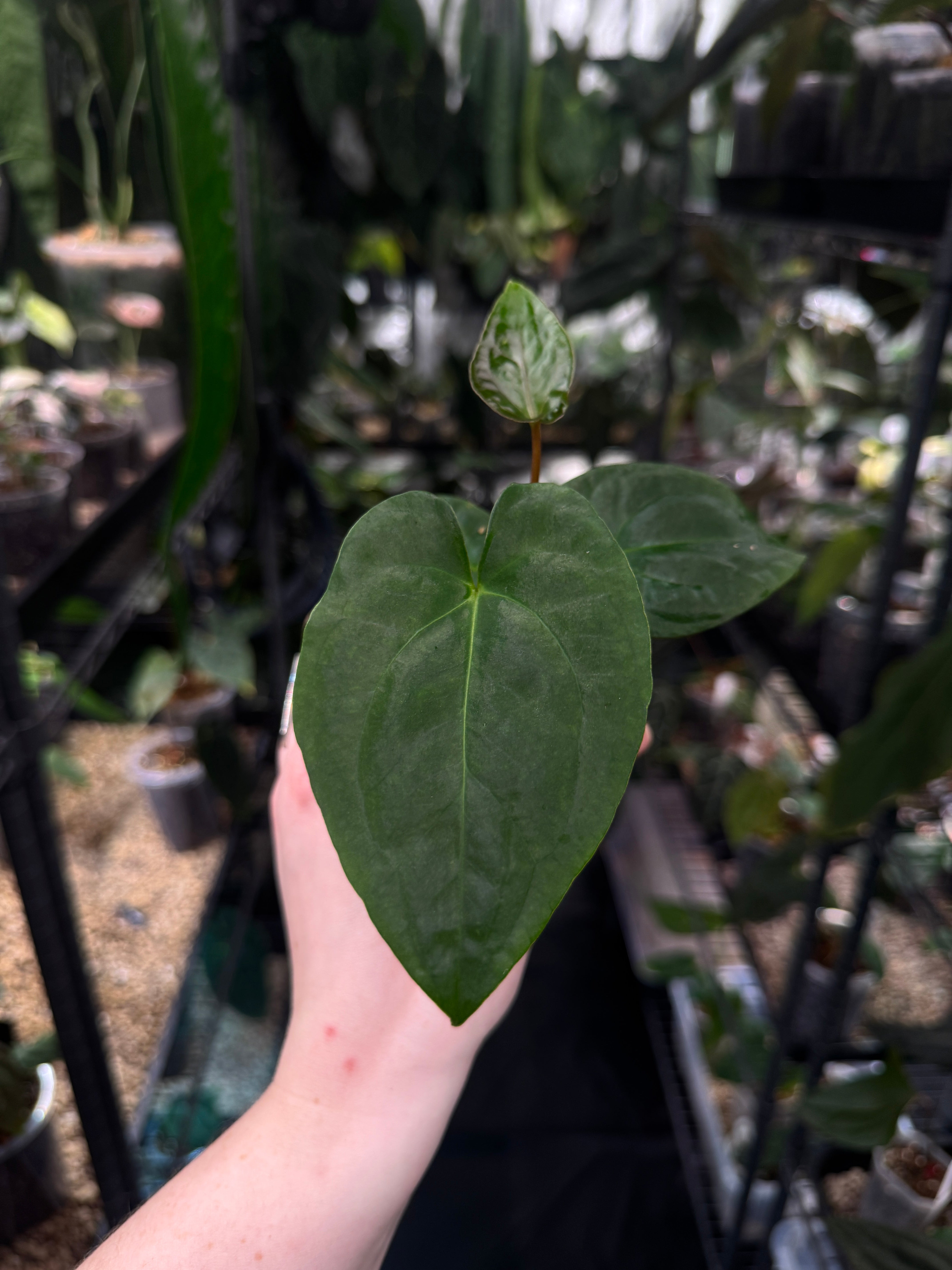 Anthurium [Lost Tag] - Various plants