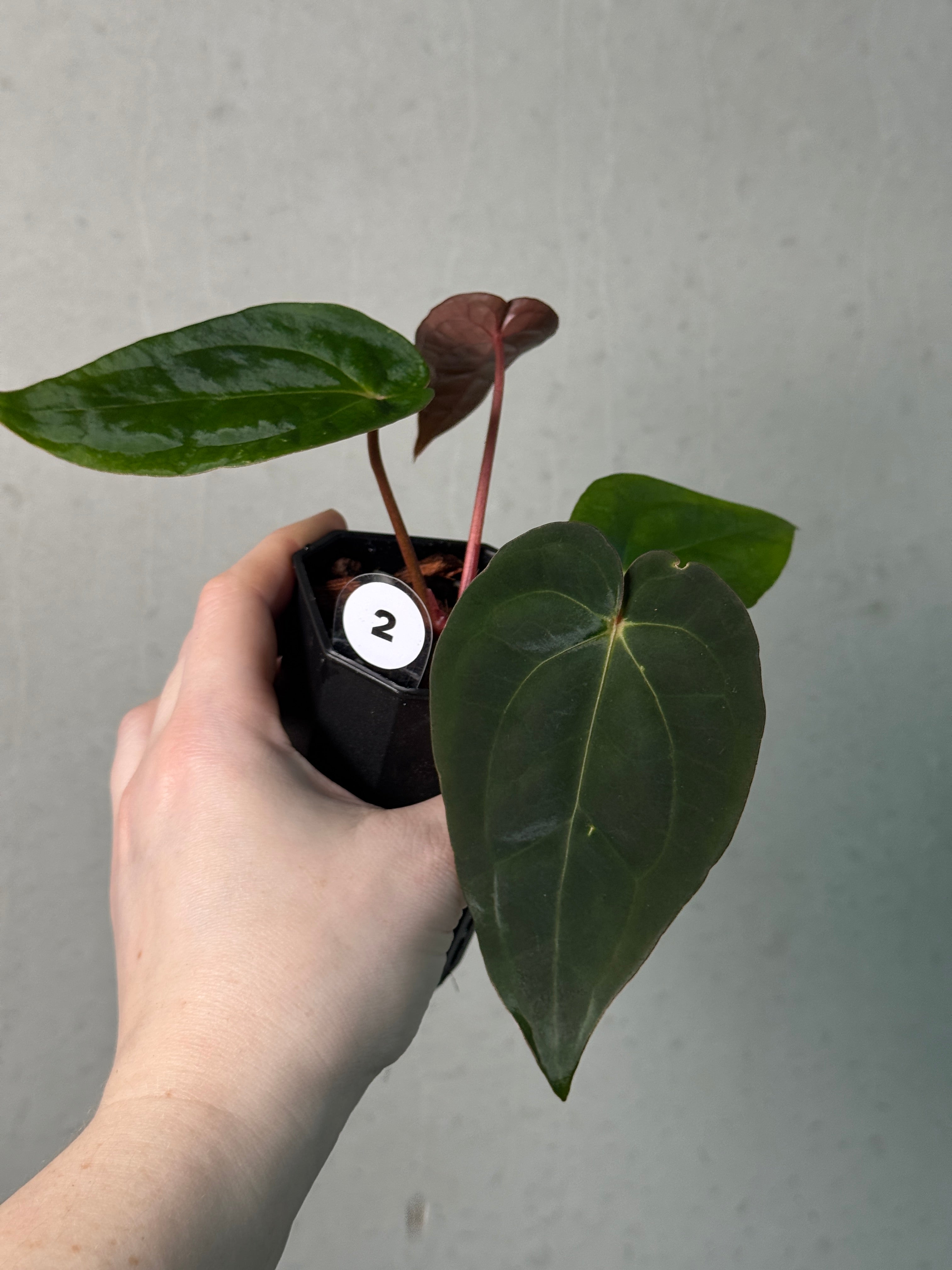 Anthurium Papillilaminum 'Guna Yala' x (Zara x Michelle) - SMUKHI