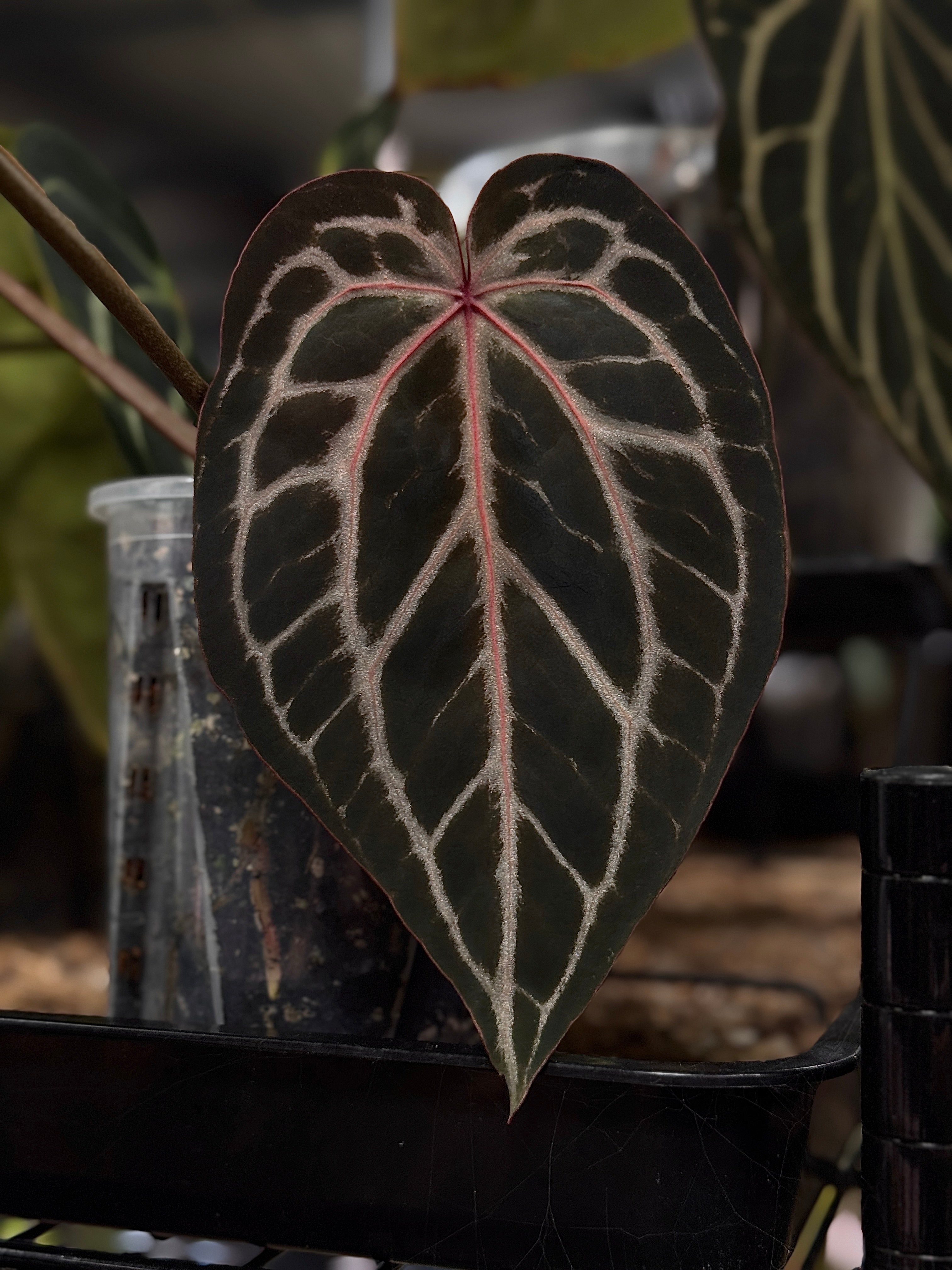 Private Collection NFS Anthurium Michelle '10' and Michelle Long '20' plants, vibrant green foliage and flowering.