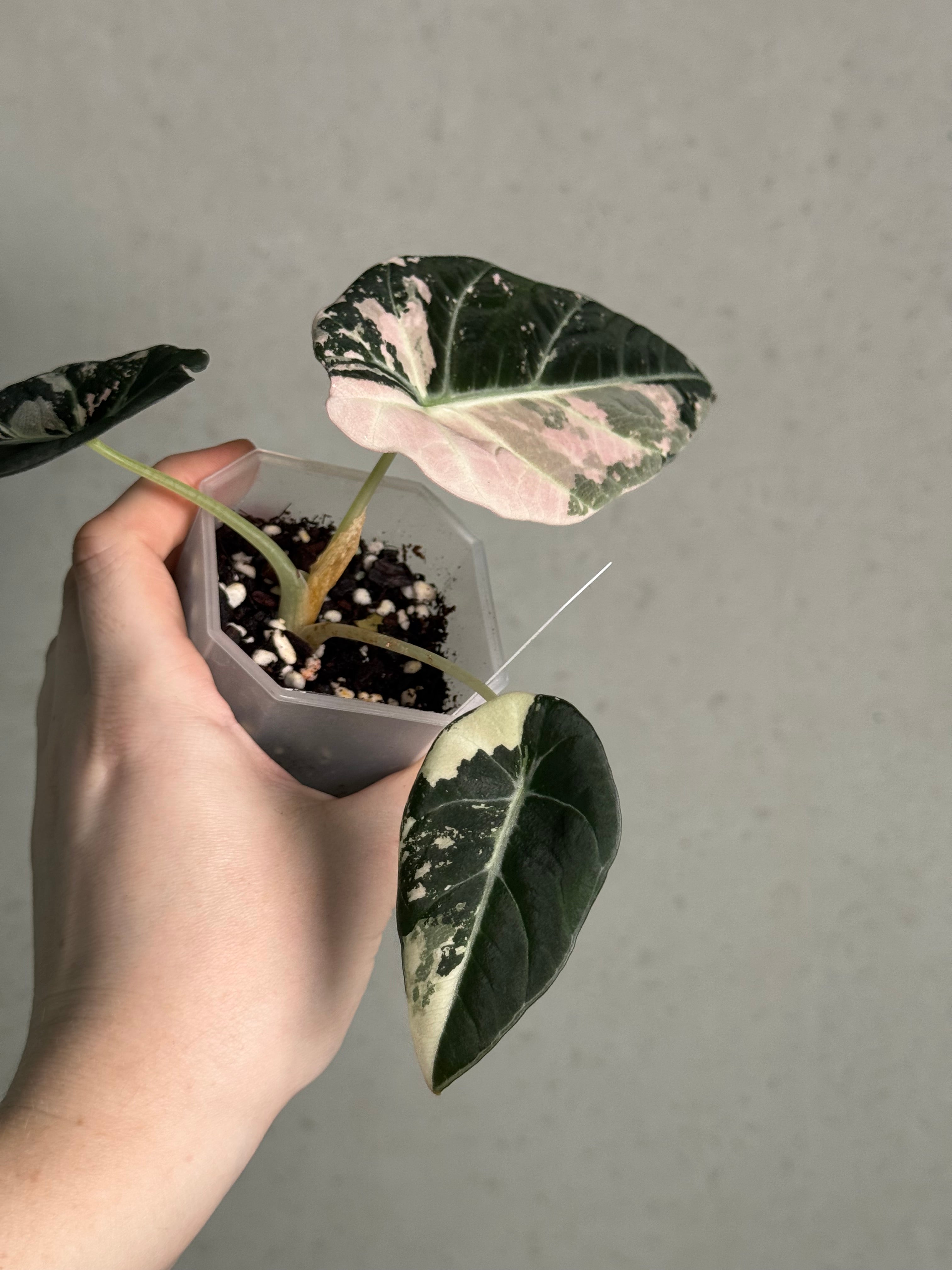 Alocasia Black Velvet Pink Variegata - SMUKHI