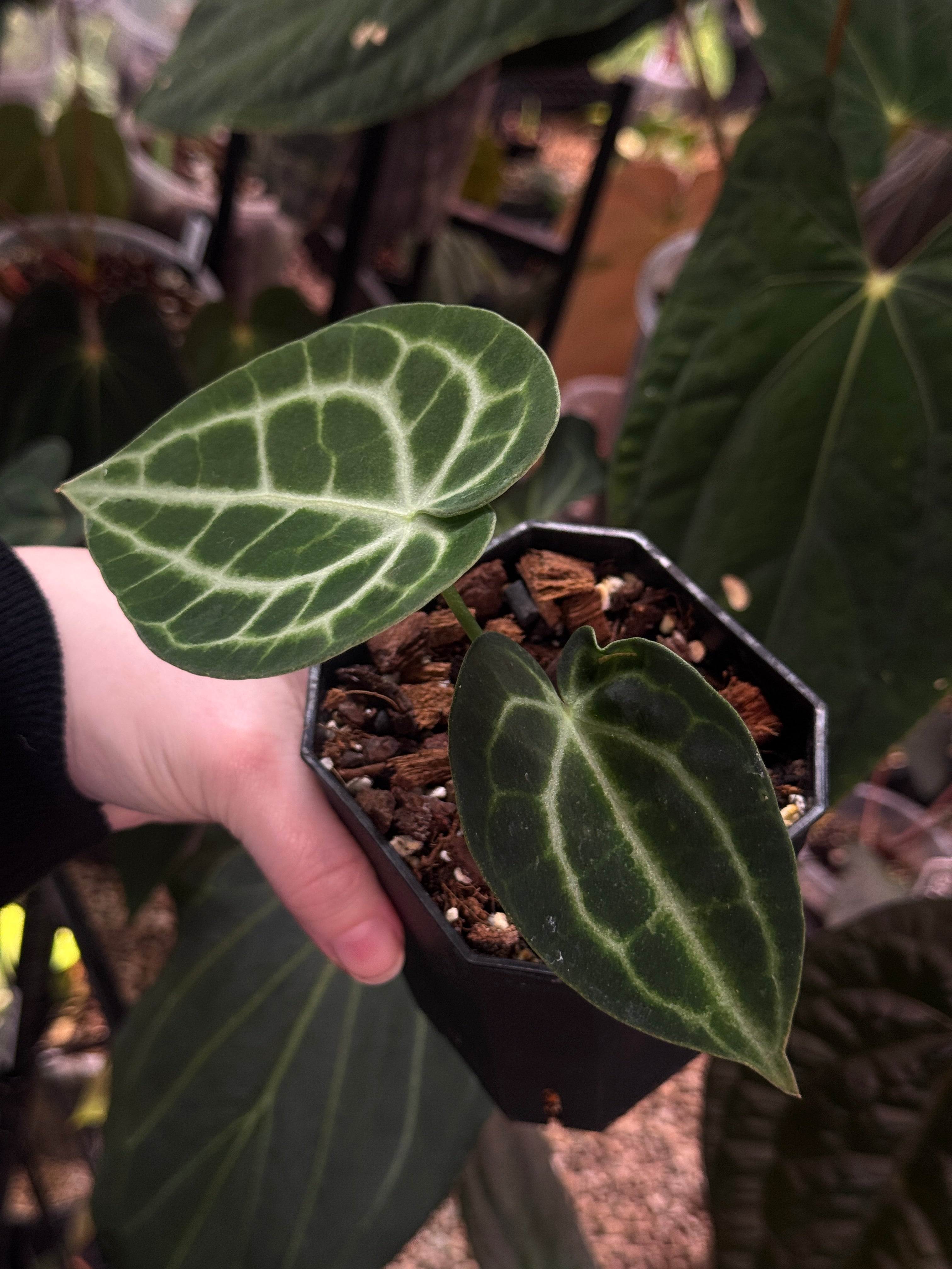 Anthurium King Clarinervium ‘Sulanjana’ - SMUKHI