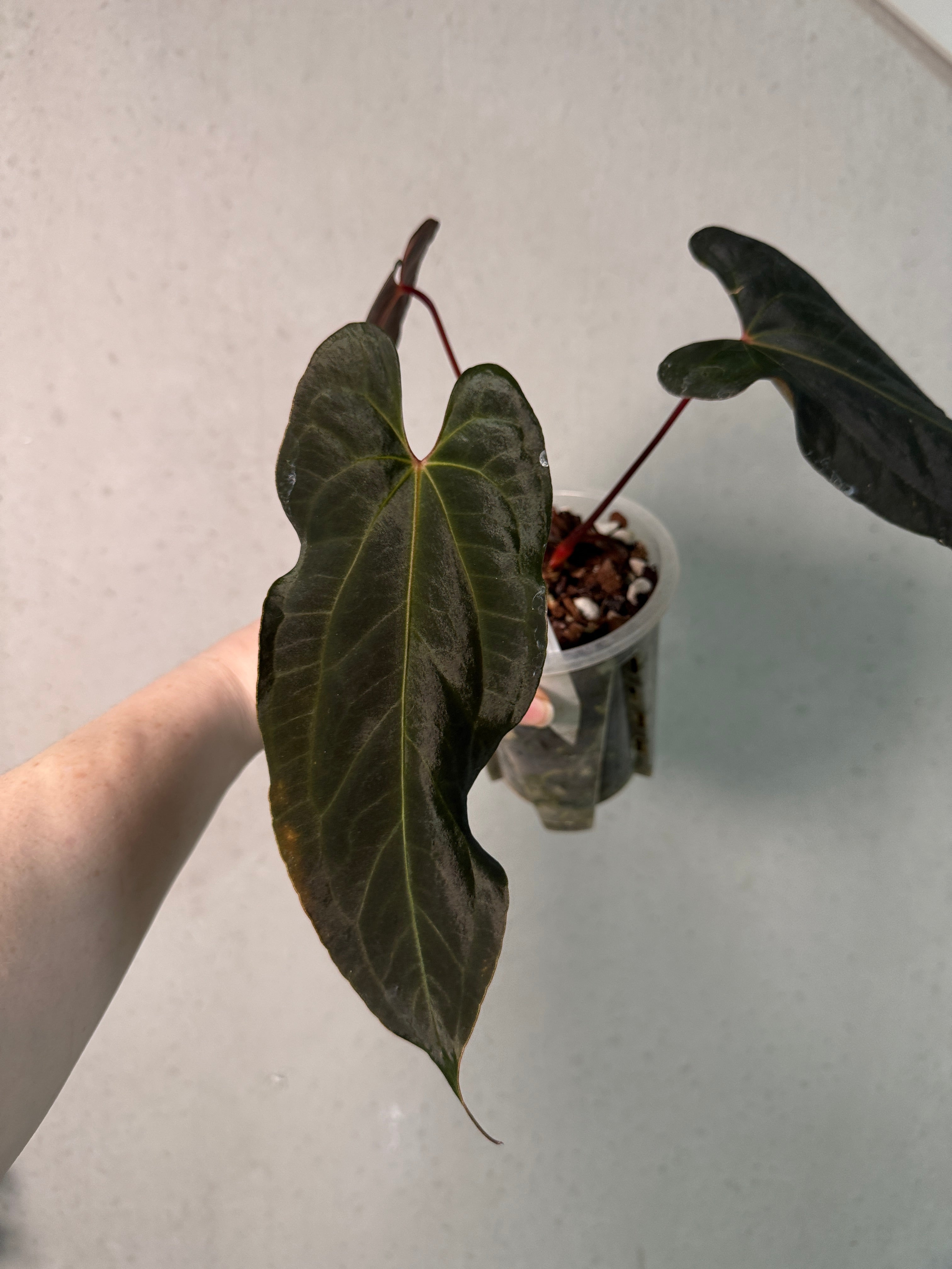 Anthurium Ralph Lynam x Fort Sherman