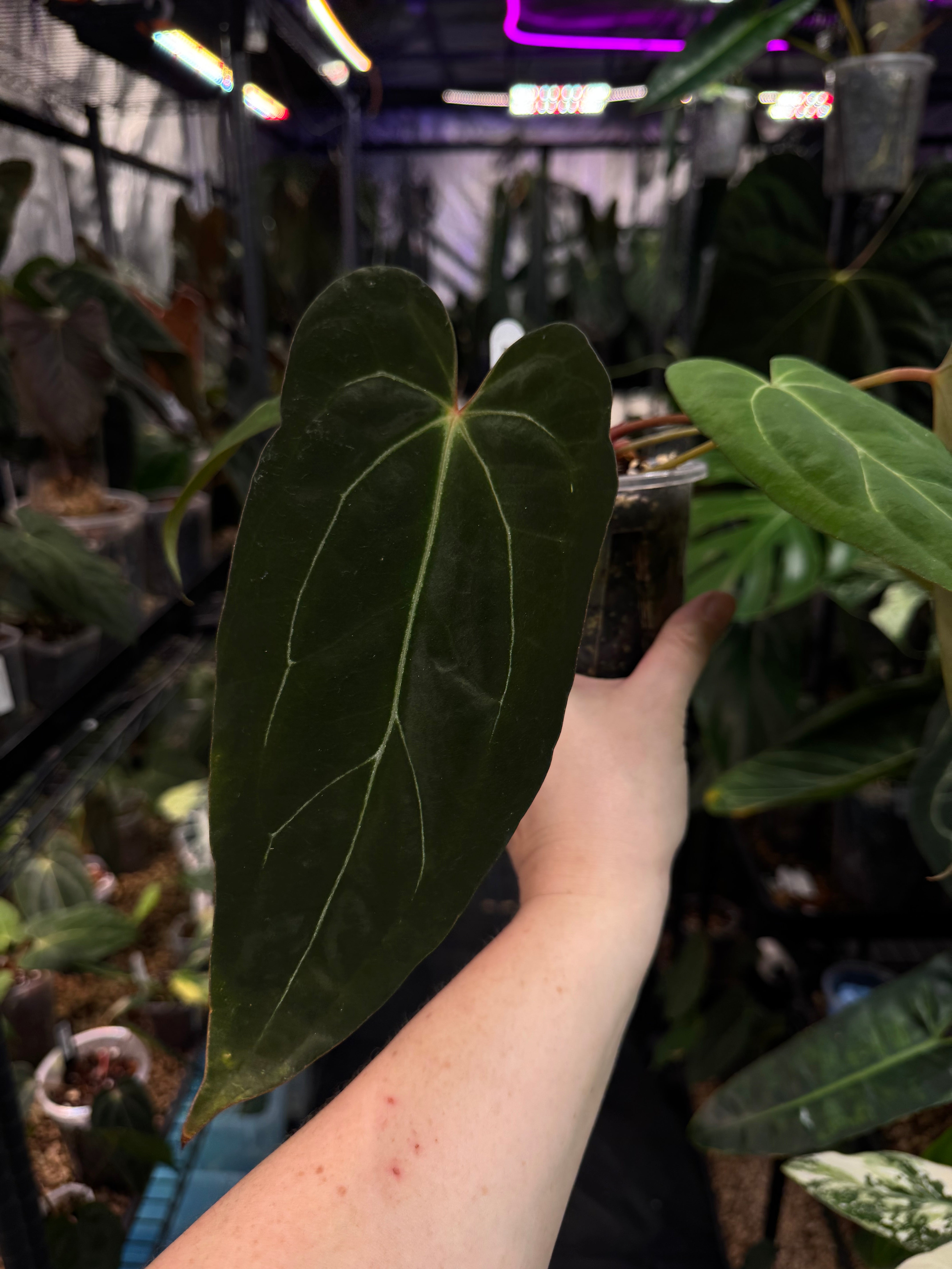 Anthurium ‘Bigfoot’ x Blue Papillilaminum