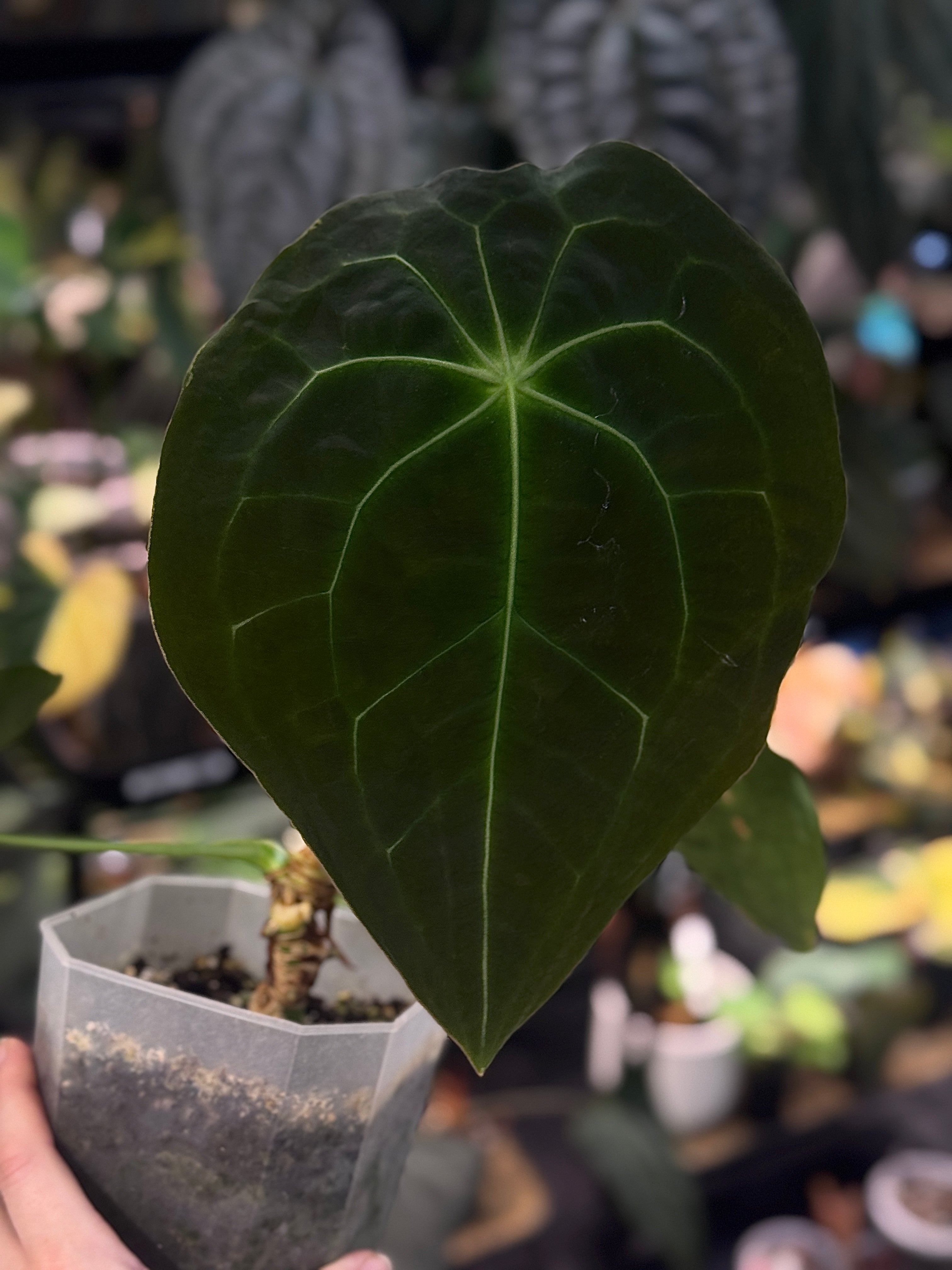 NFS: Anthurium Forgetii Dark Form