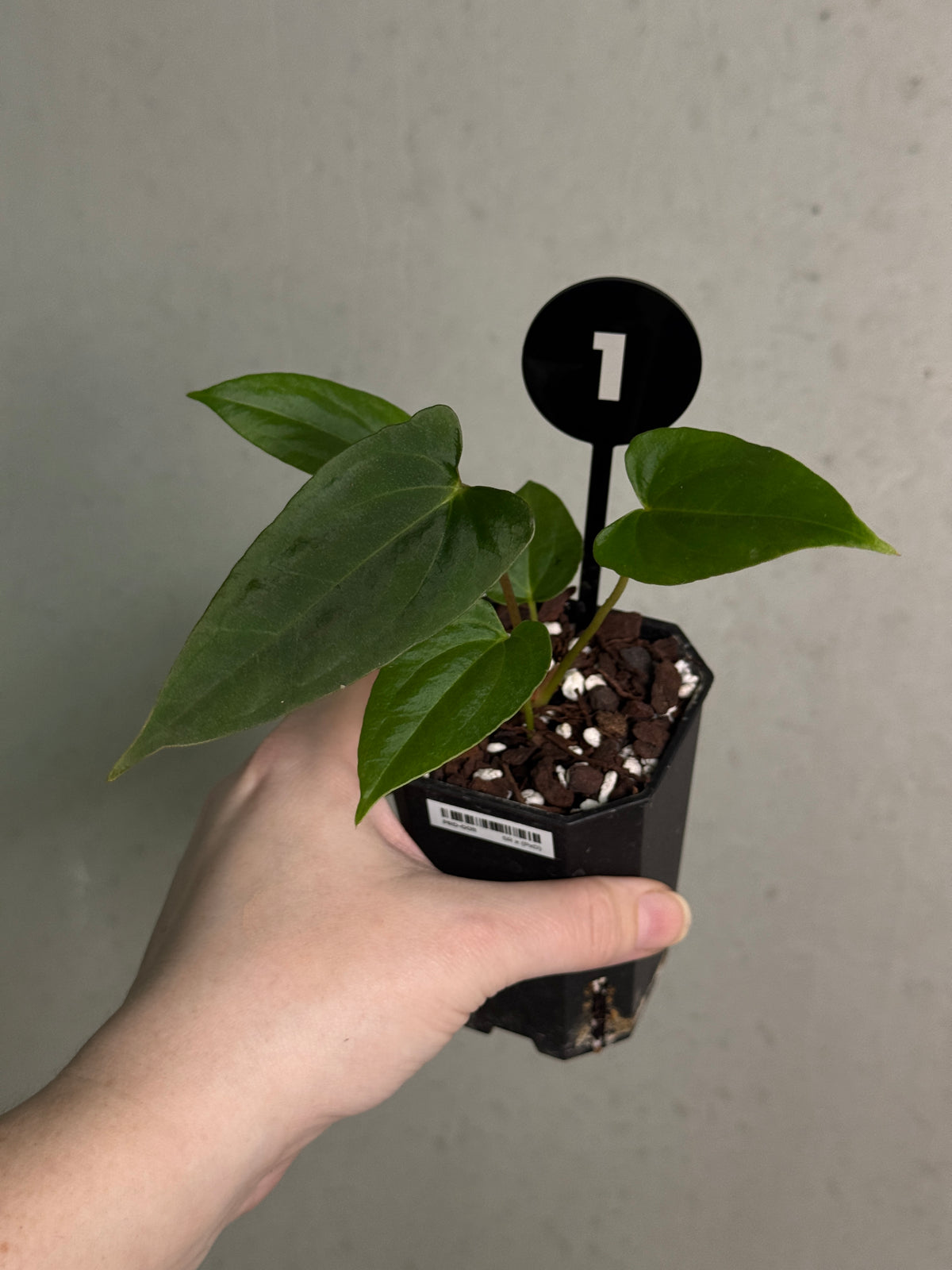 Crystallinaminum Anthurium FSxRL 'Shadow Reaper' plant with glossy green leaves and unique variegation, potted in a decorative container.