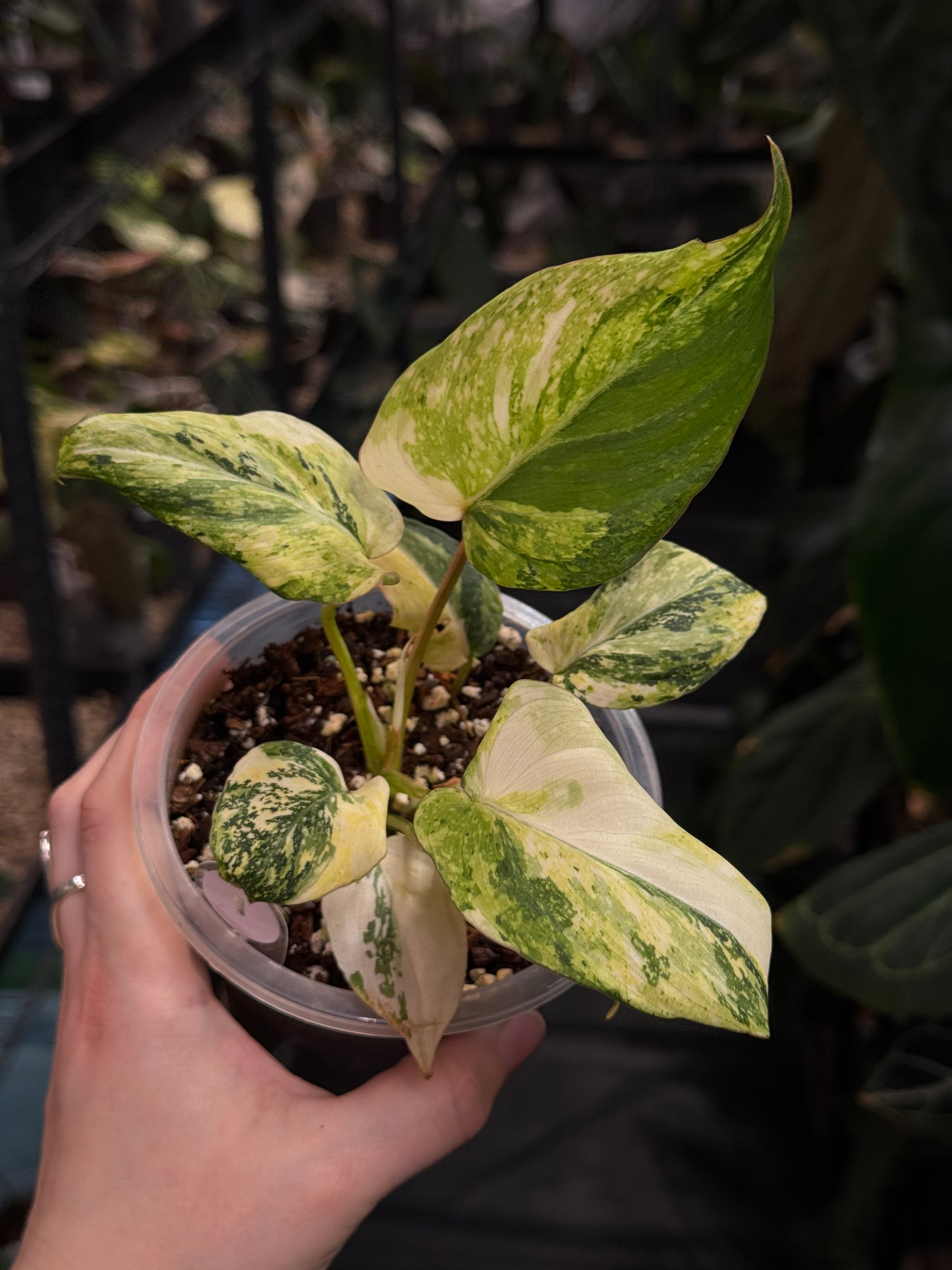 Philodendron Gloriosum Tricolor