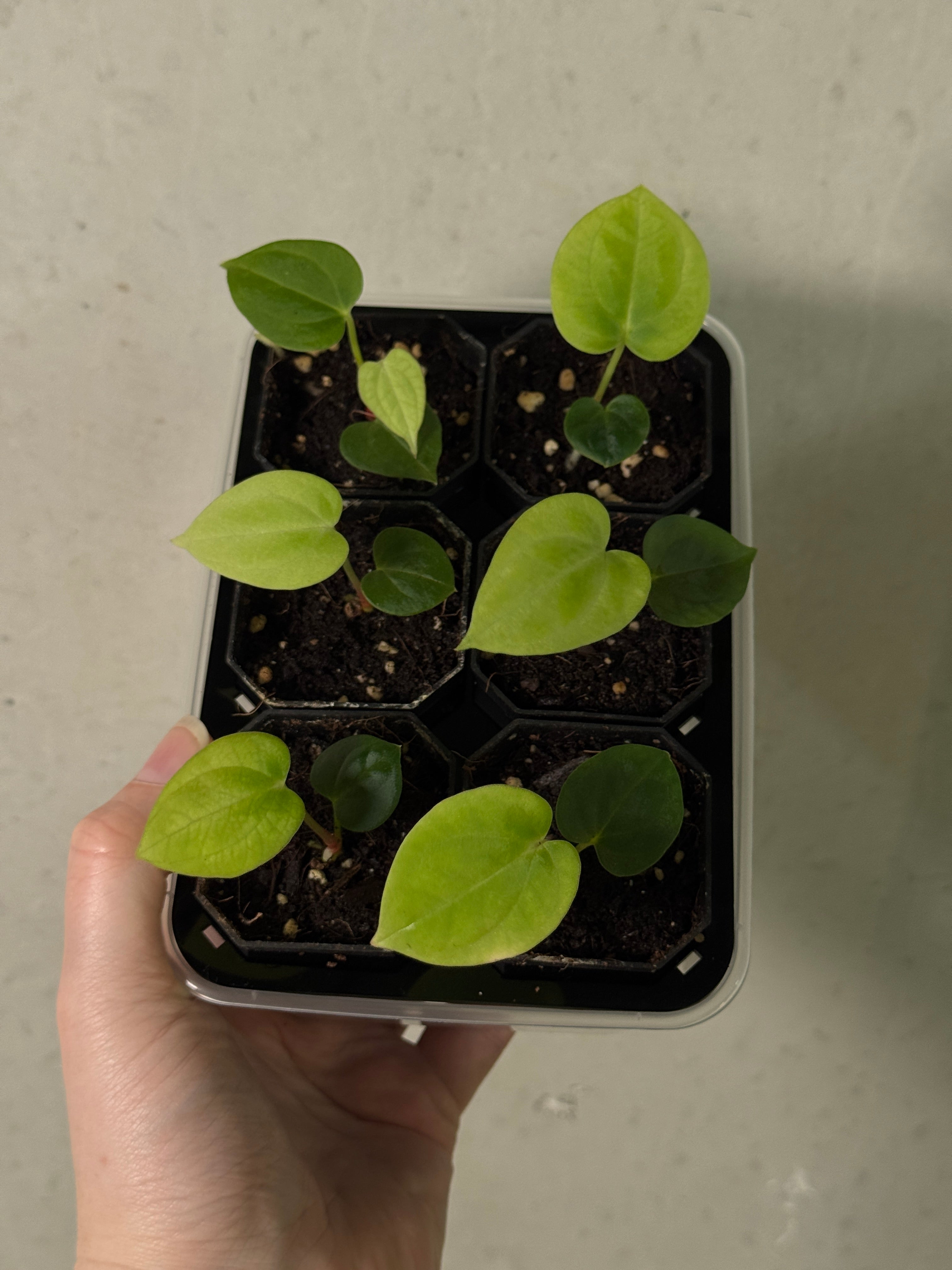 Anthurium Fort Sherman S1 x BVEP ('Round' x RA1)