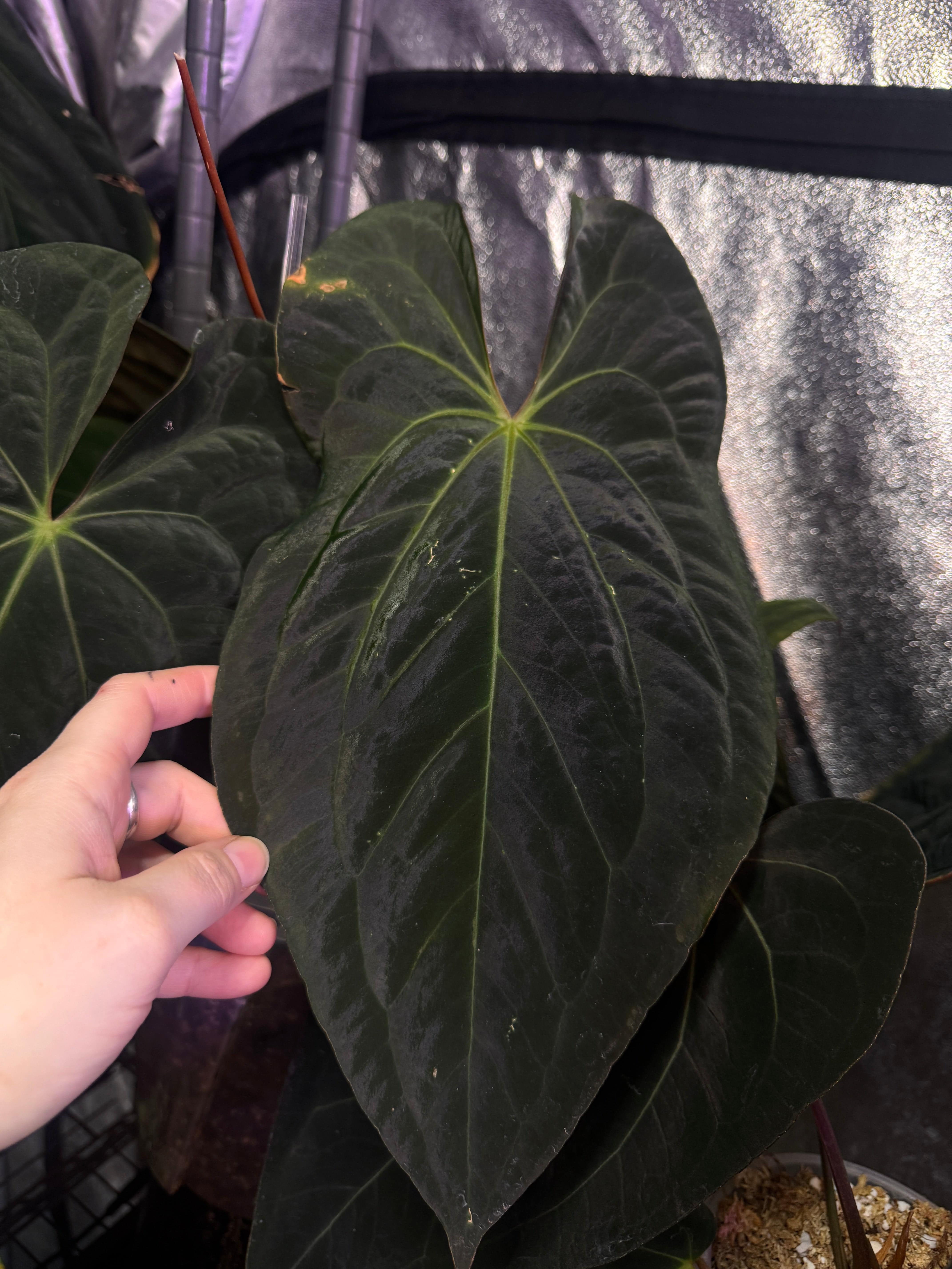 NFS: Anthurium Papillilaminum XOne x Dark Phoenix - SMUKHI