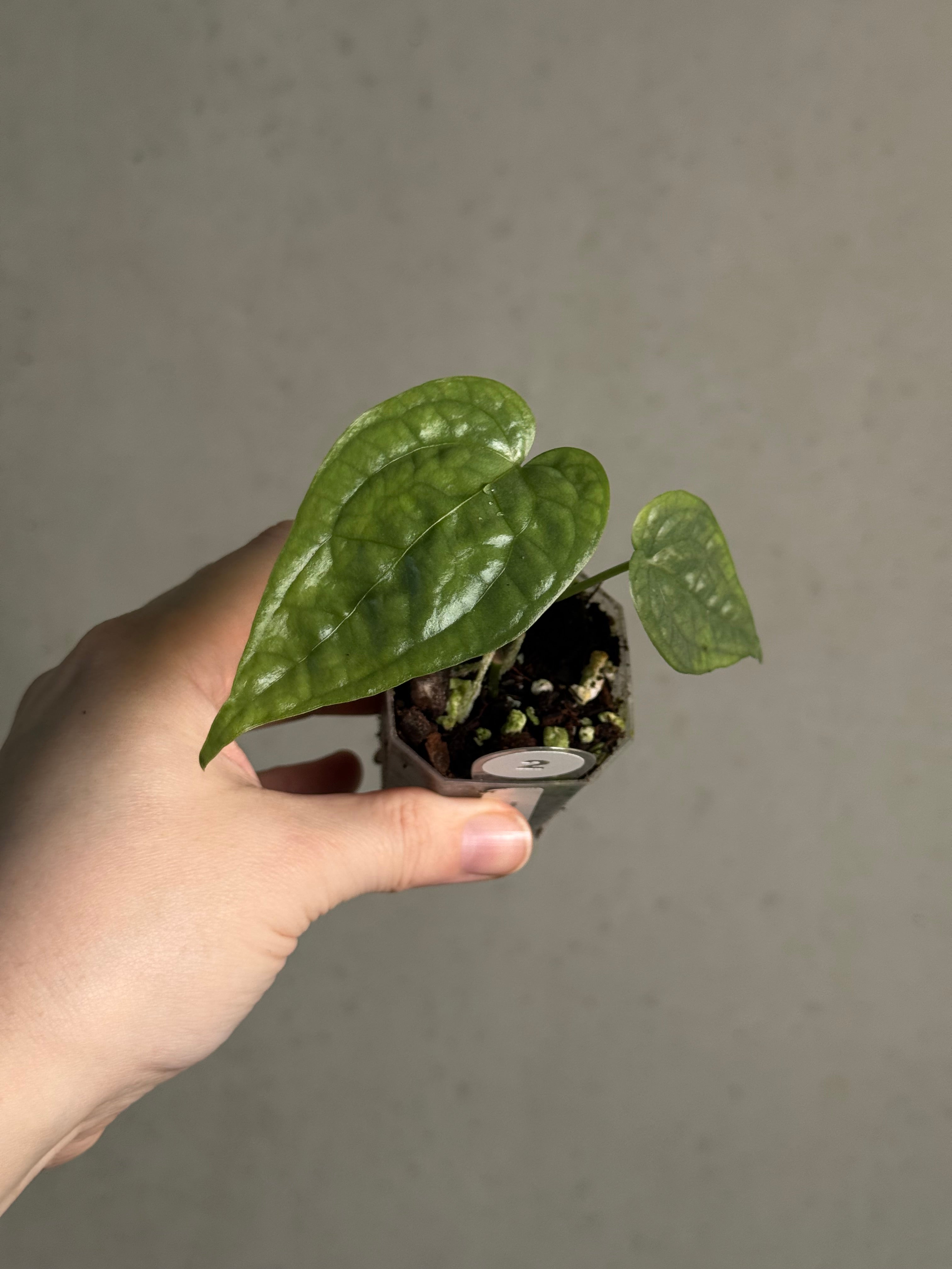 Anthurium sp. Limon - SMUKHI