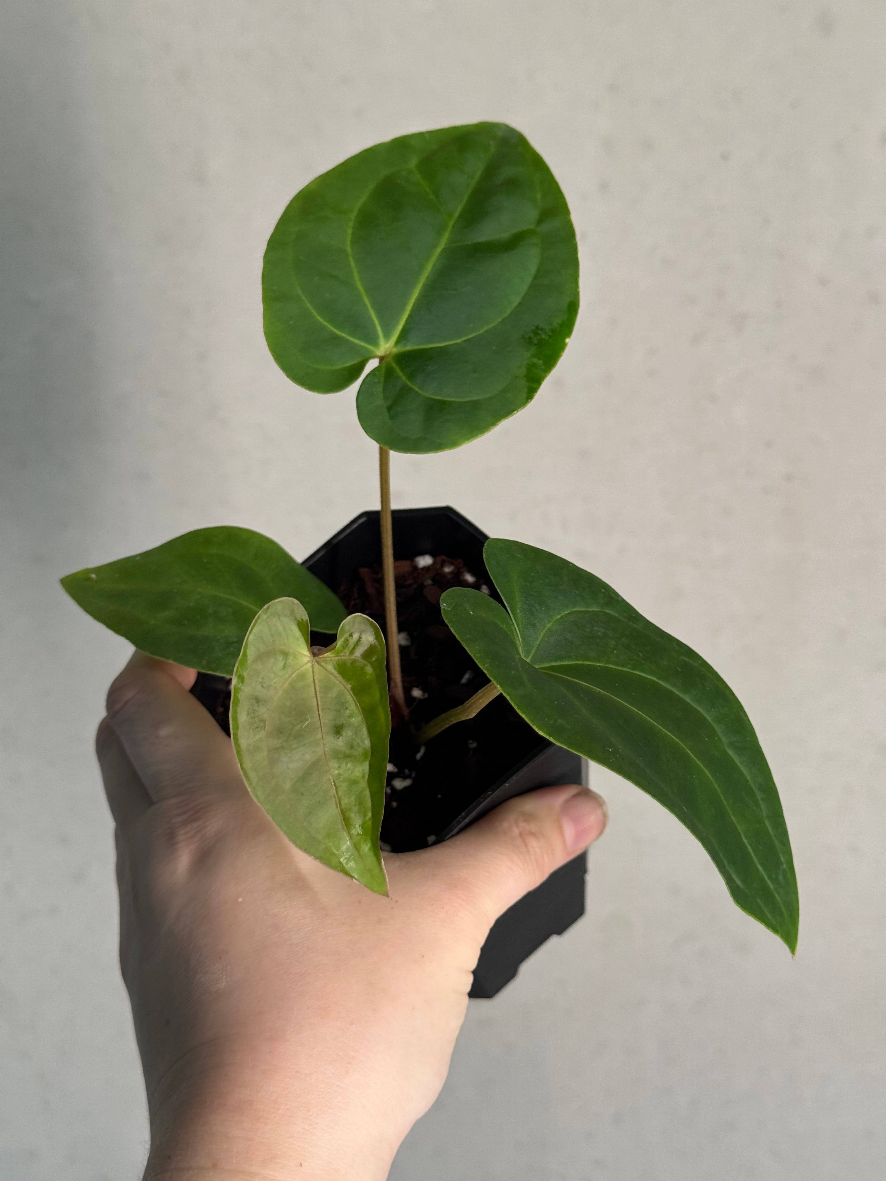 Anthurium Papillilaminum 'Guna Yala' x Luxurians - SMUKHI