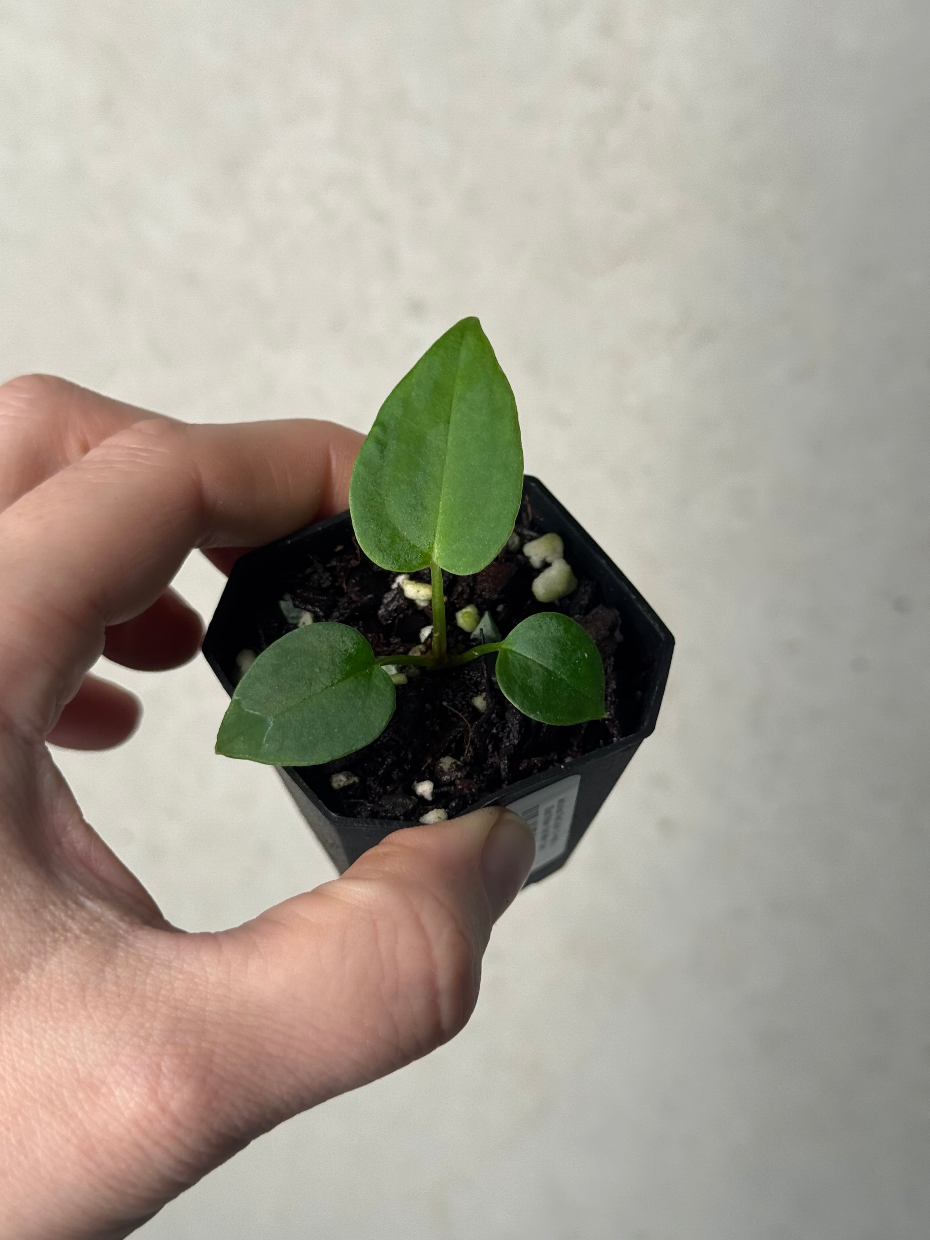 Anthurium ('Red Spider' x Forgetii) x (Black Widow x Red Velvet Cake)