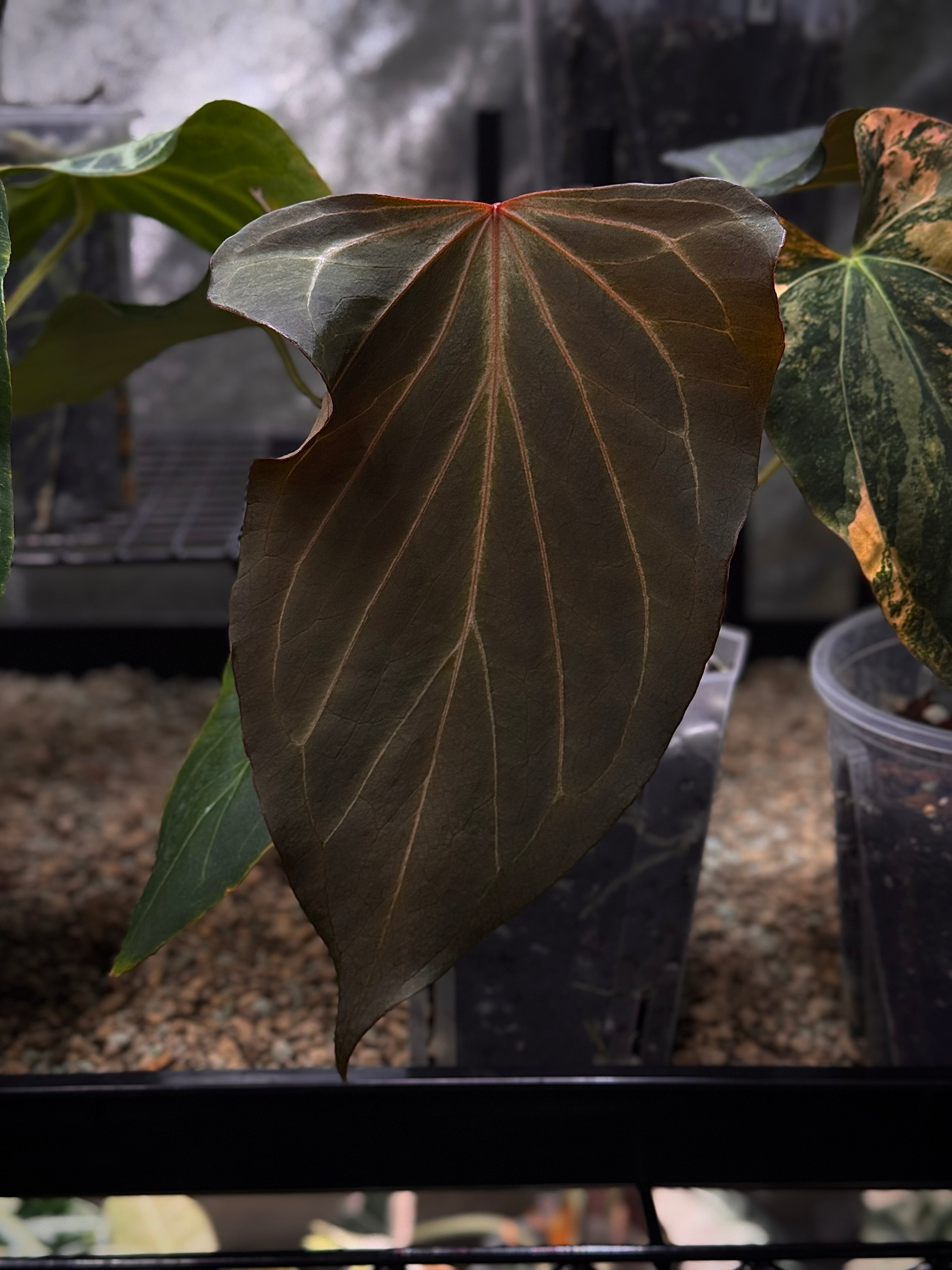 NFS: Anthurium HU 'Butterfly' #3
