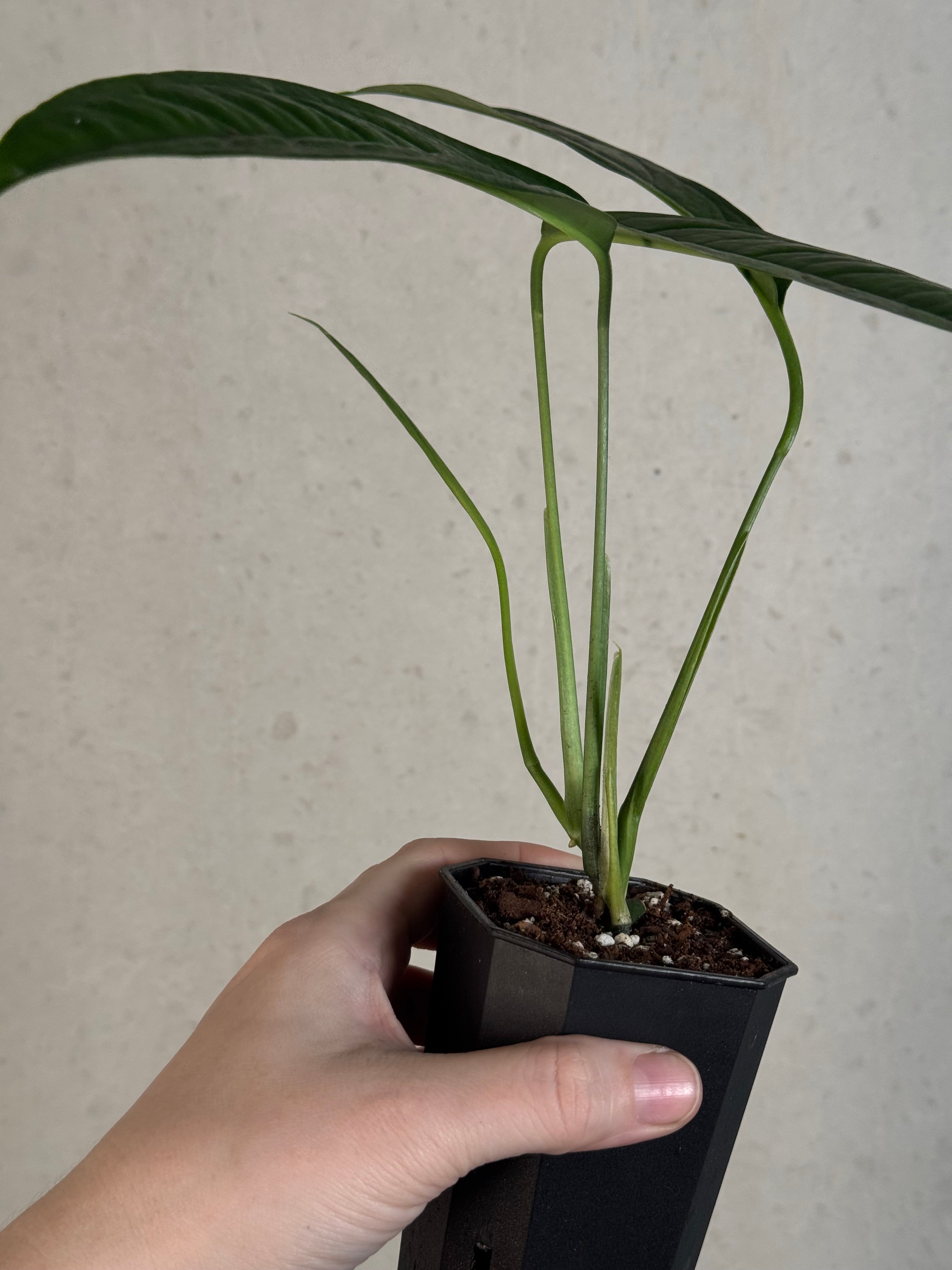 Monstera aff. Obliqua Yasuni