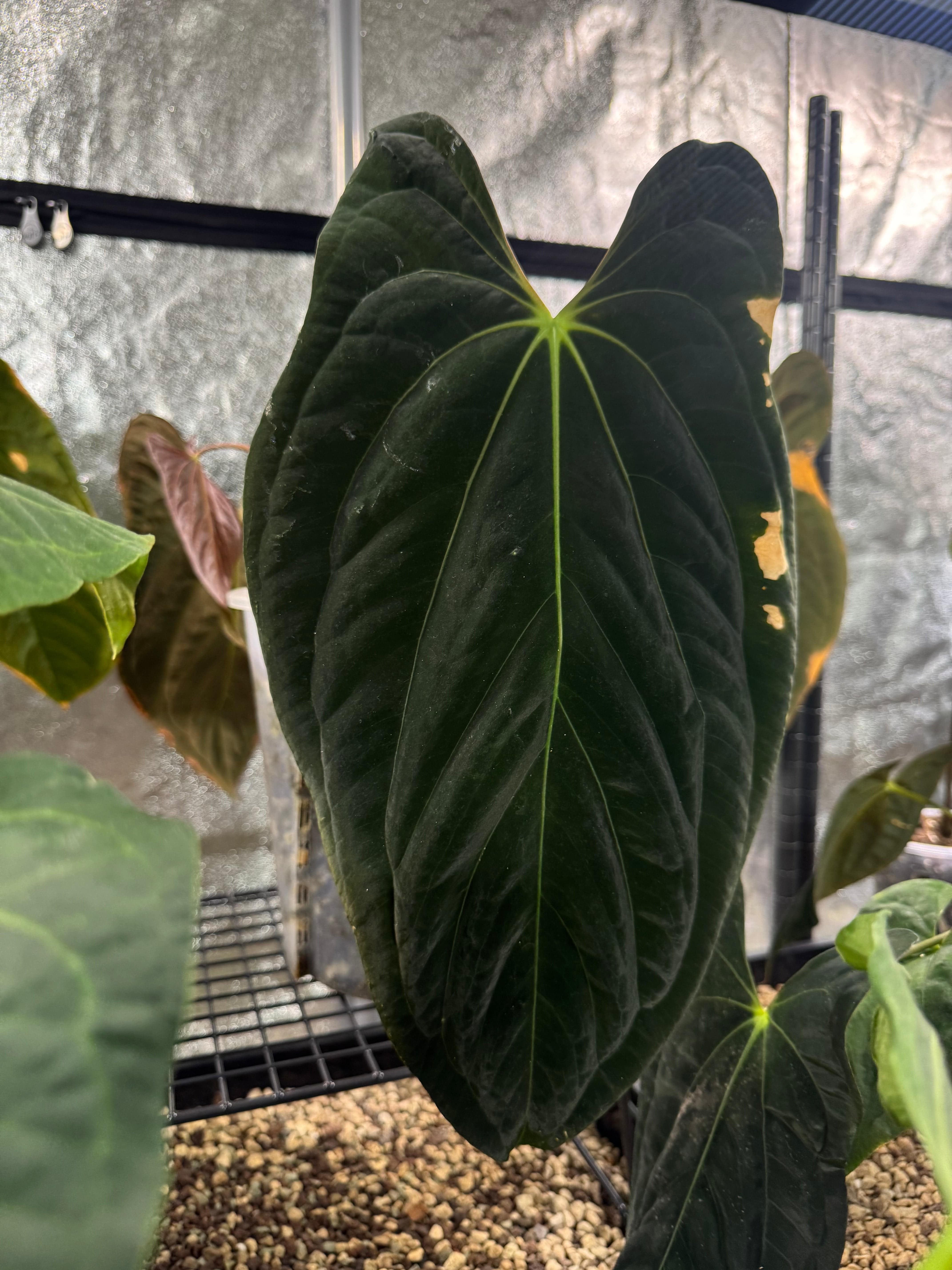 Anthurium Fort Sherman x Red Vein Dark Phoenix - Clone - SMUKHI