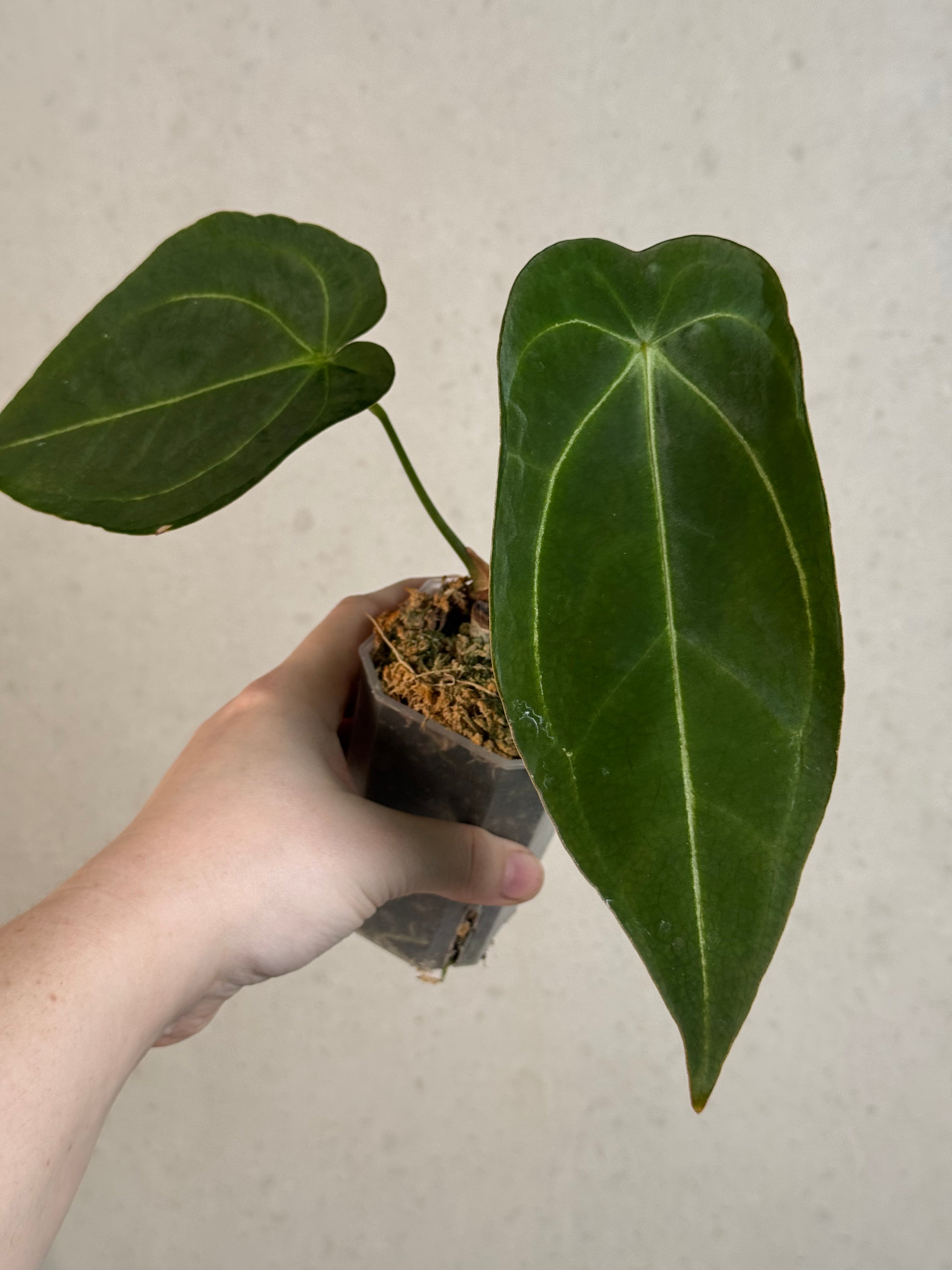 Anthurium Forgetii x (hybrid)