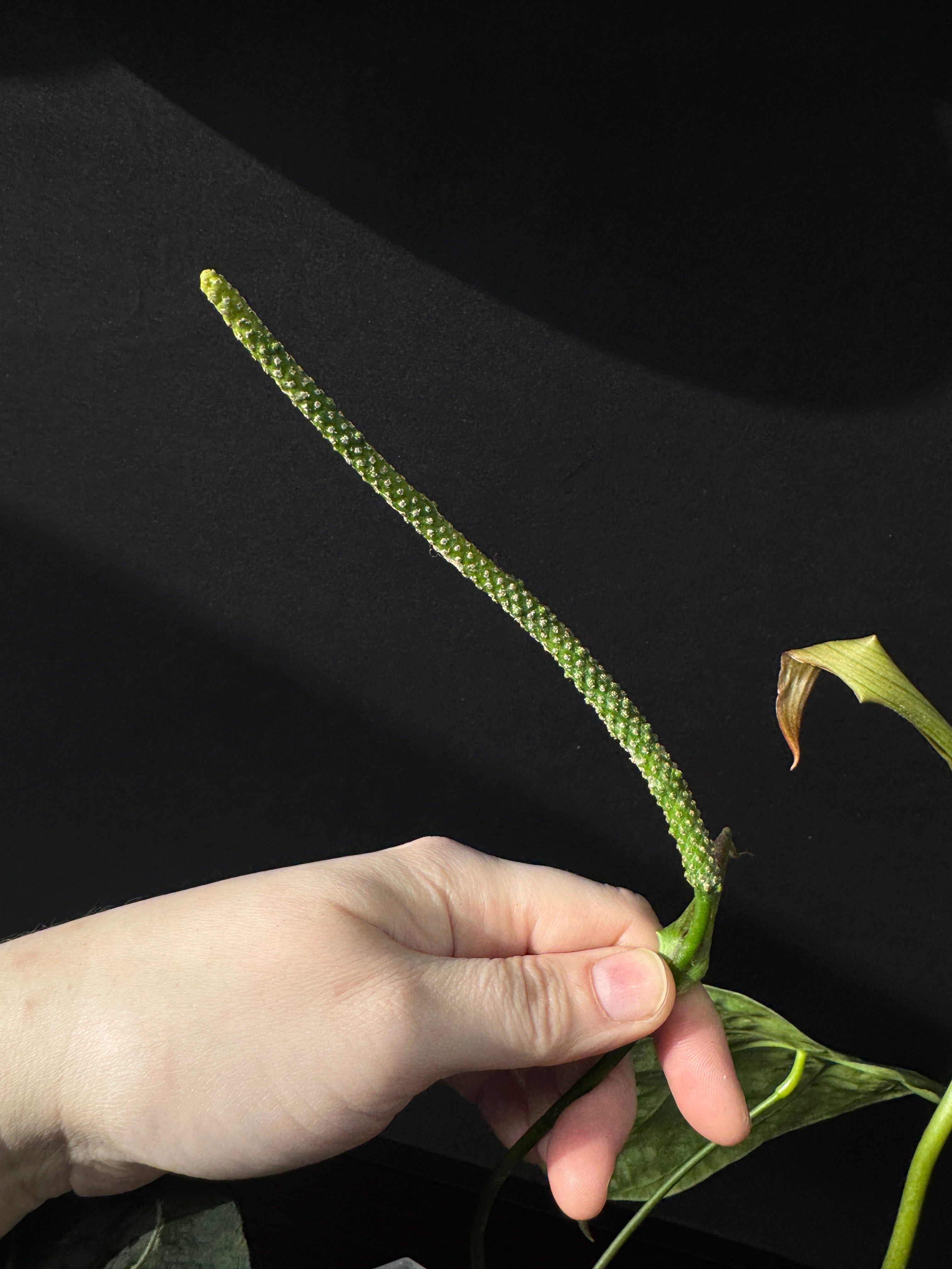 Anthurium Forgetii x (hybrid)