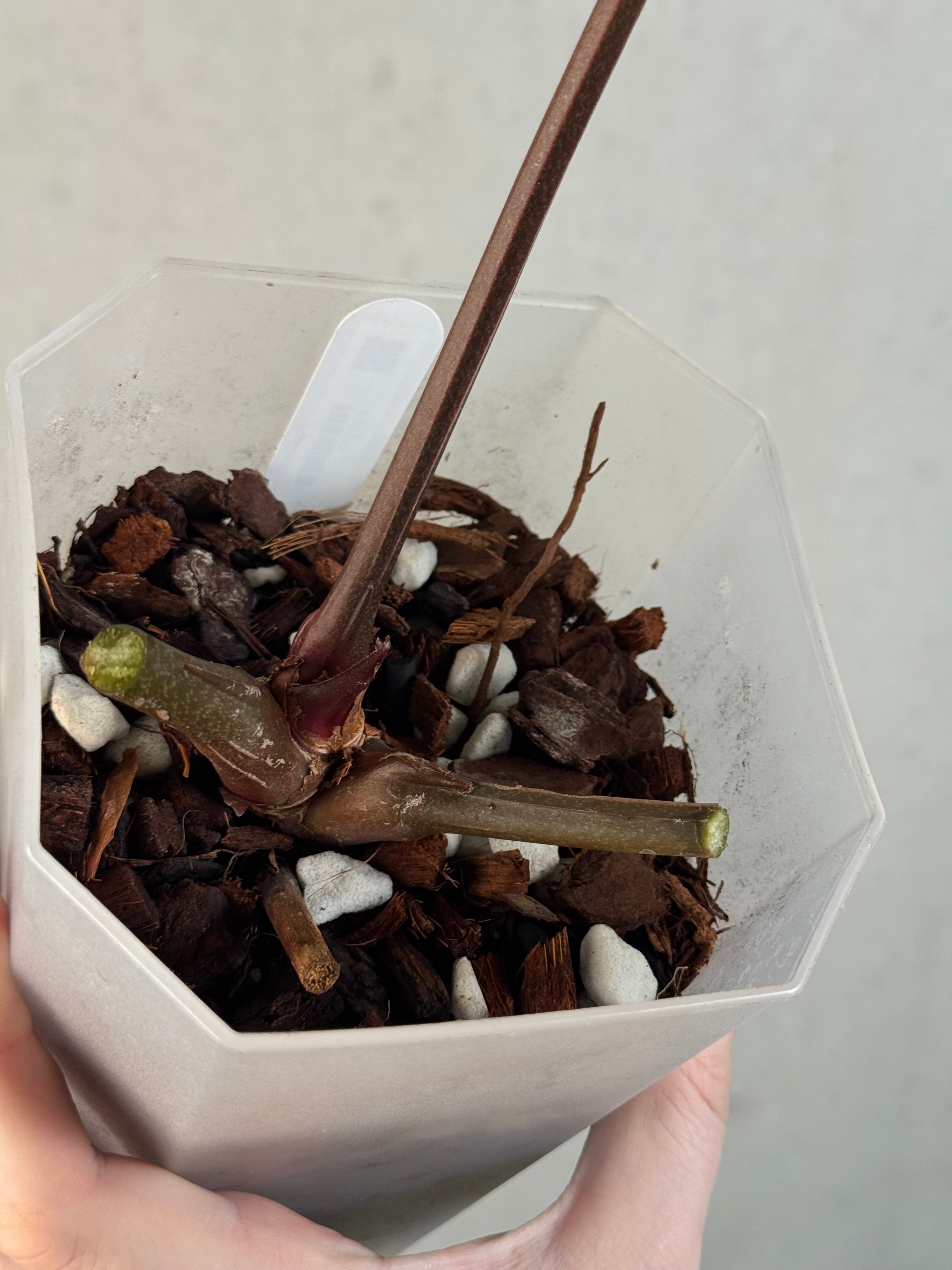 B-Grade/Sad Plants - Various Plants
