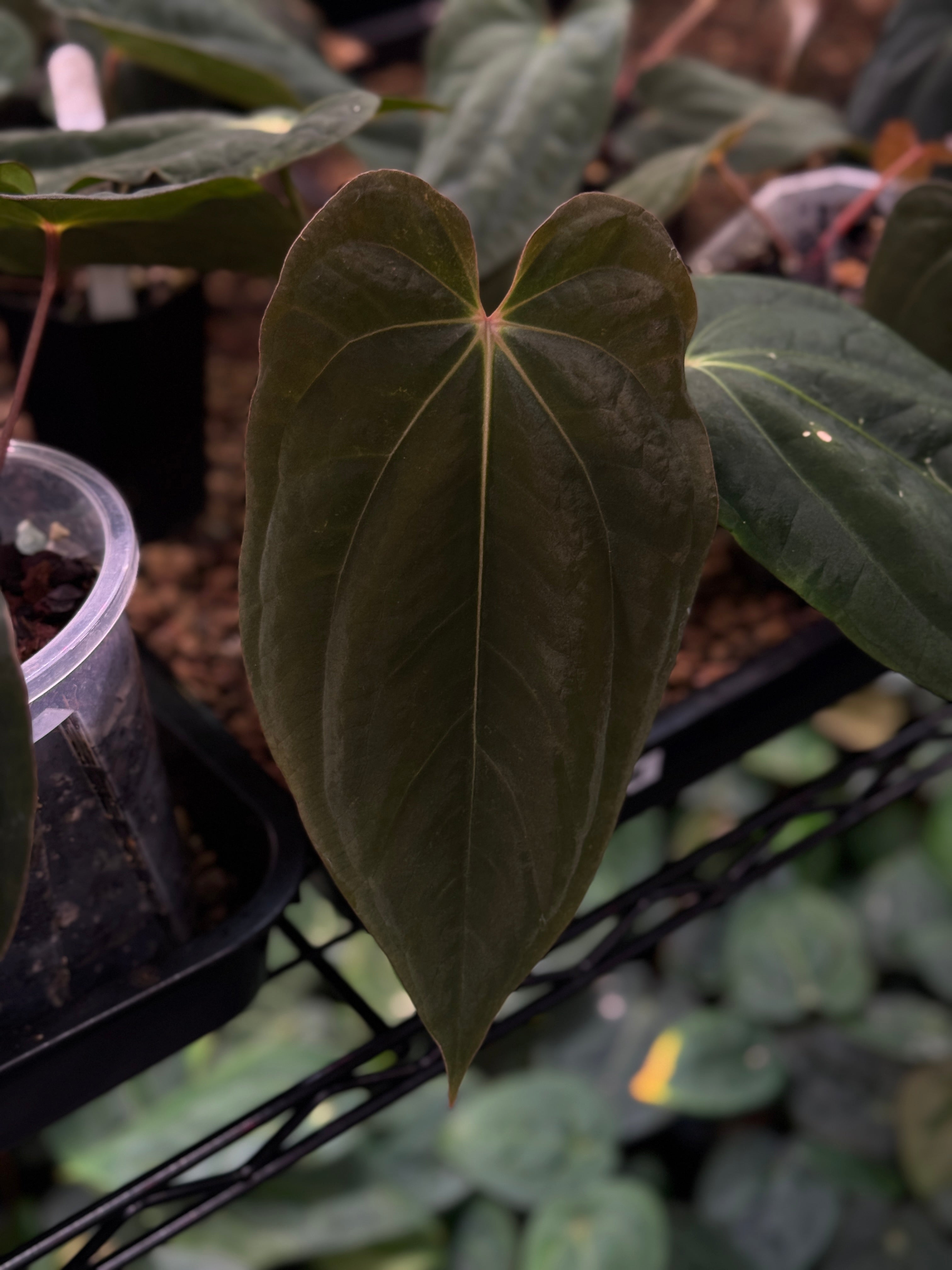NFS: Anthurium BVEP 'Oliver' S1 (#2)