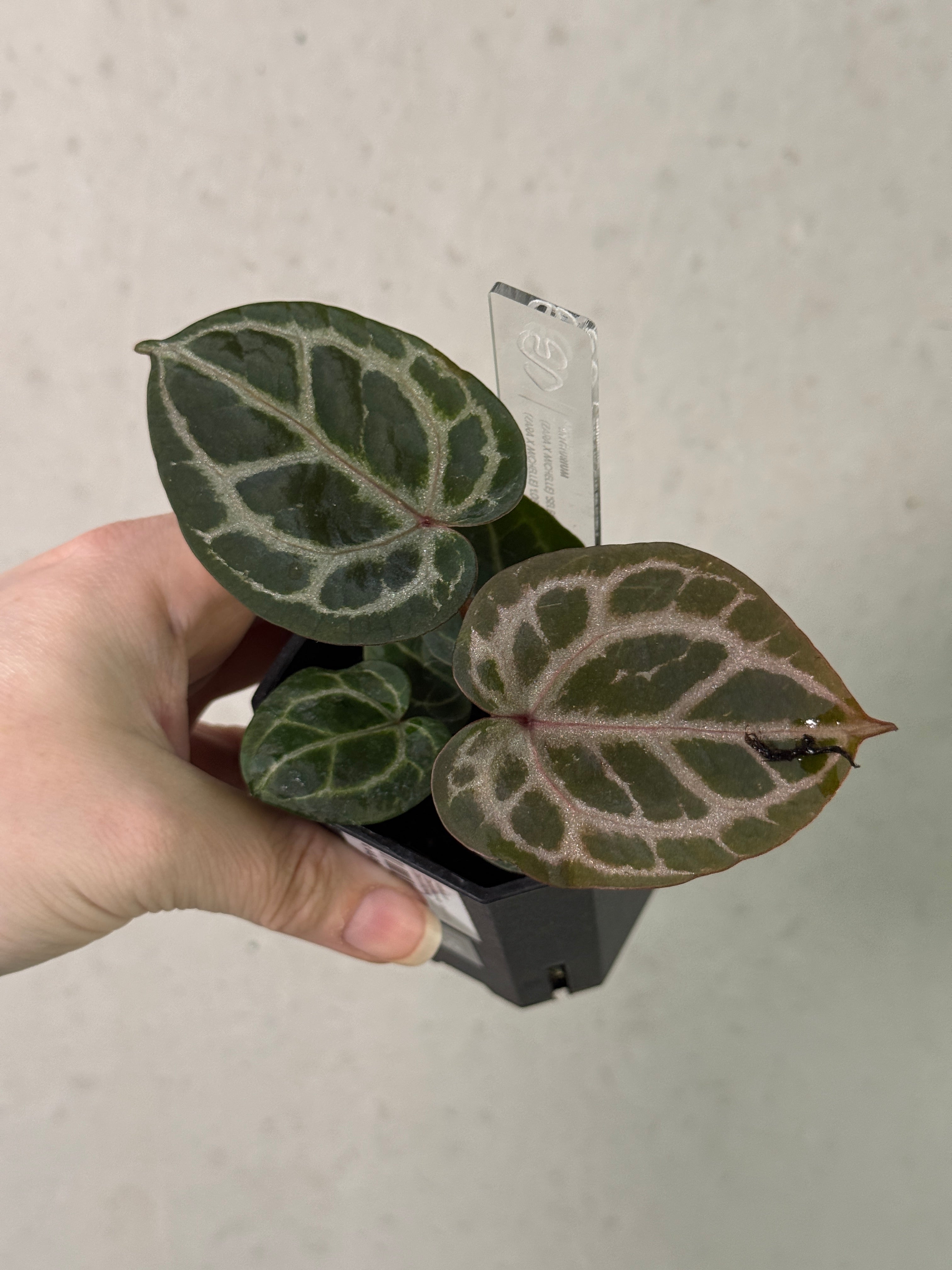Anthurium (Zara x Michelle) 'Selected' x (Zara x Michelle) 'Lobes'