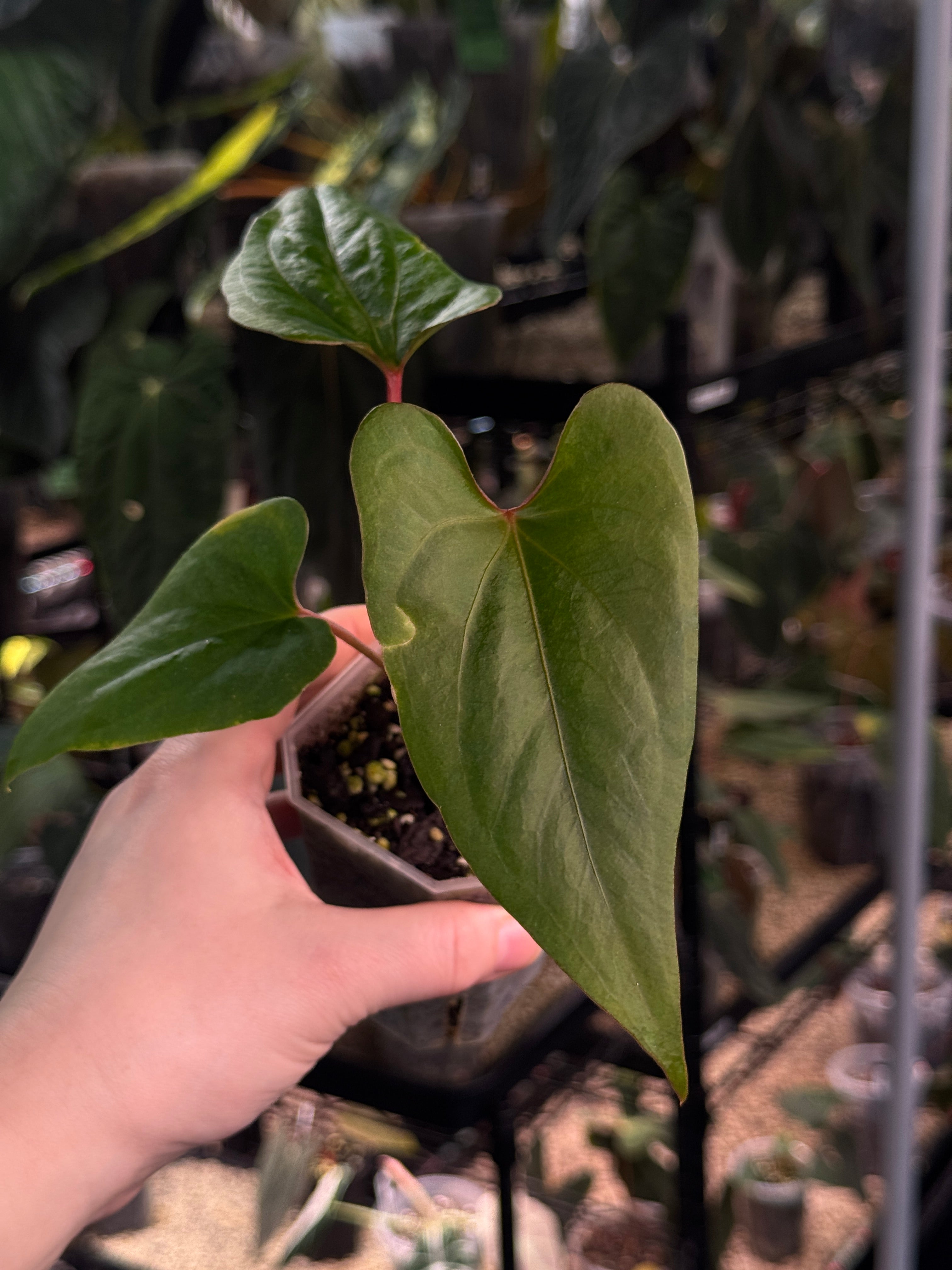 Anthurium cf. Sagittatum S1