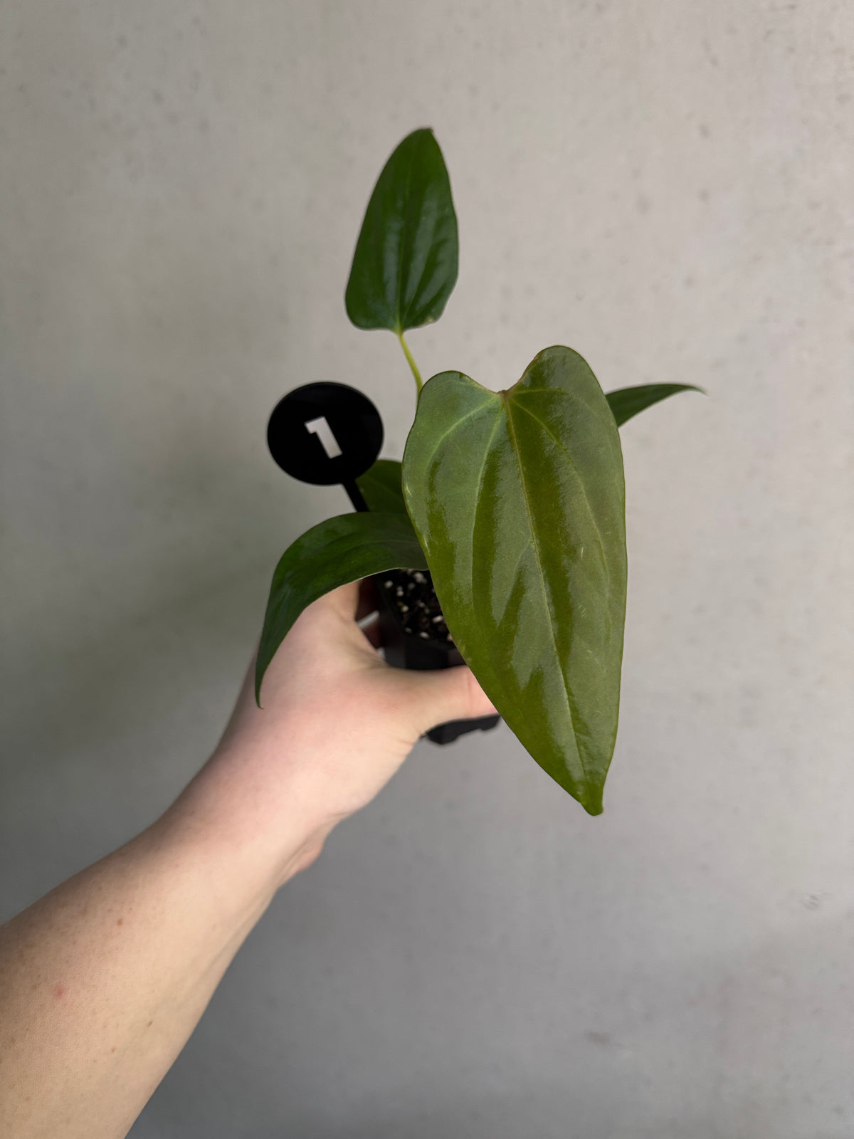 Crystallinaminum Anthurium sp. Nov DF x Portillae 'Dorito' plant with vibrant green leaves and distinctive foliage.