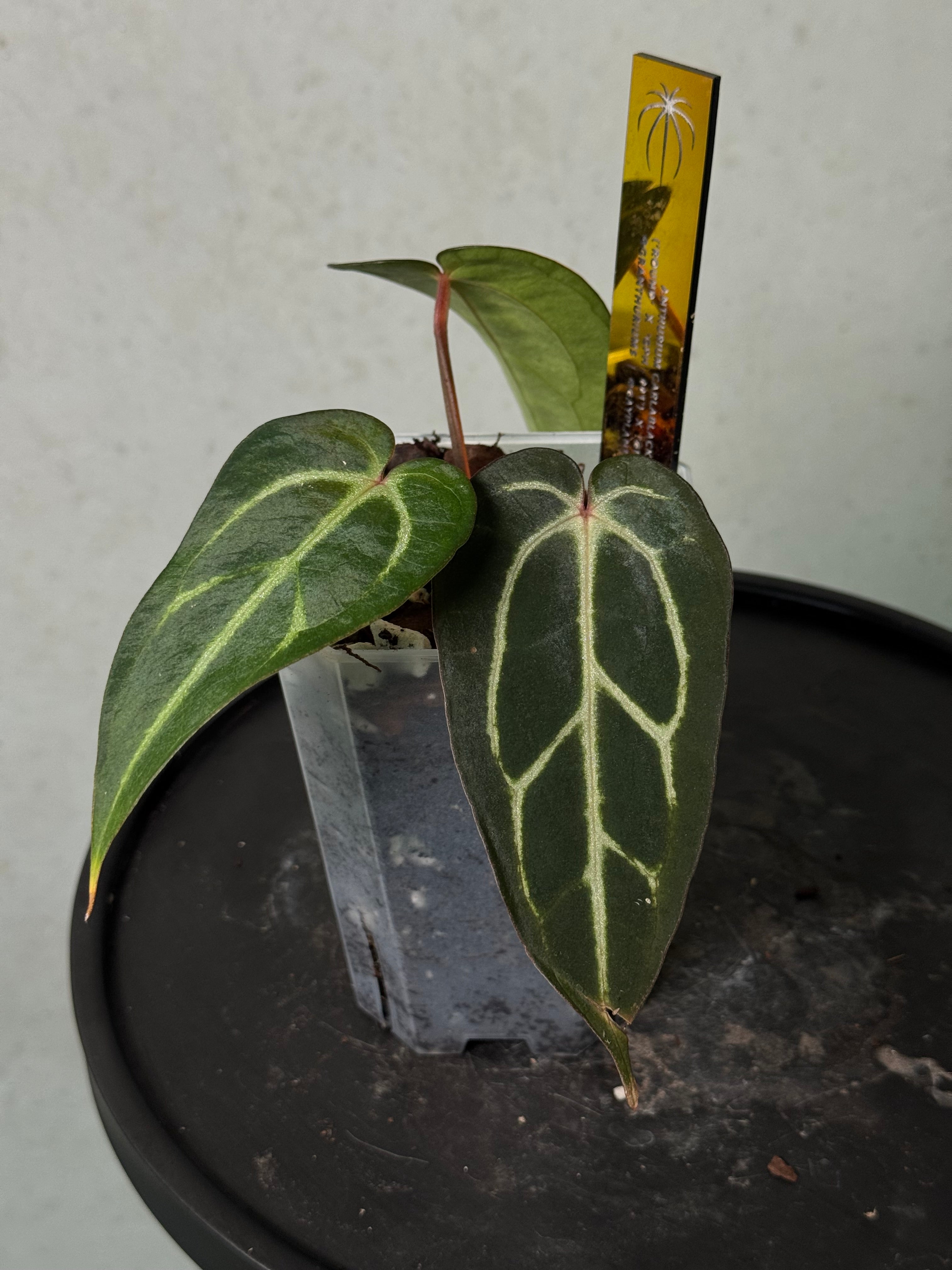 Anthurium Carlablackiae ‘Round’ x GPH-001
