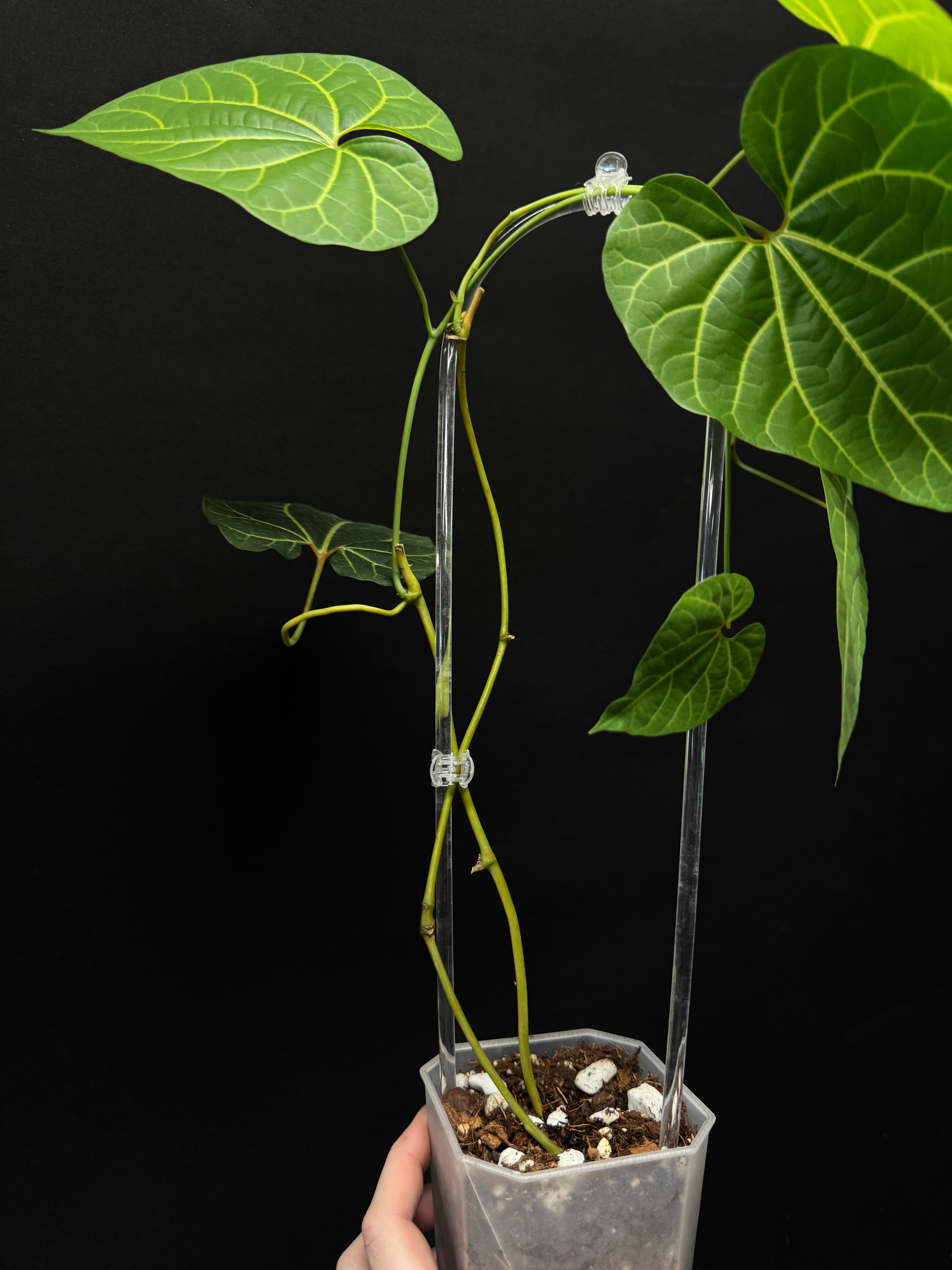 Aristolochia Leuconeura