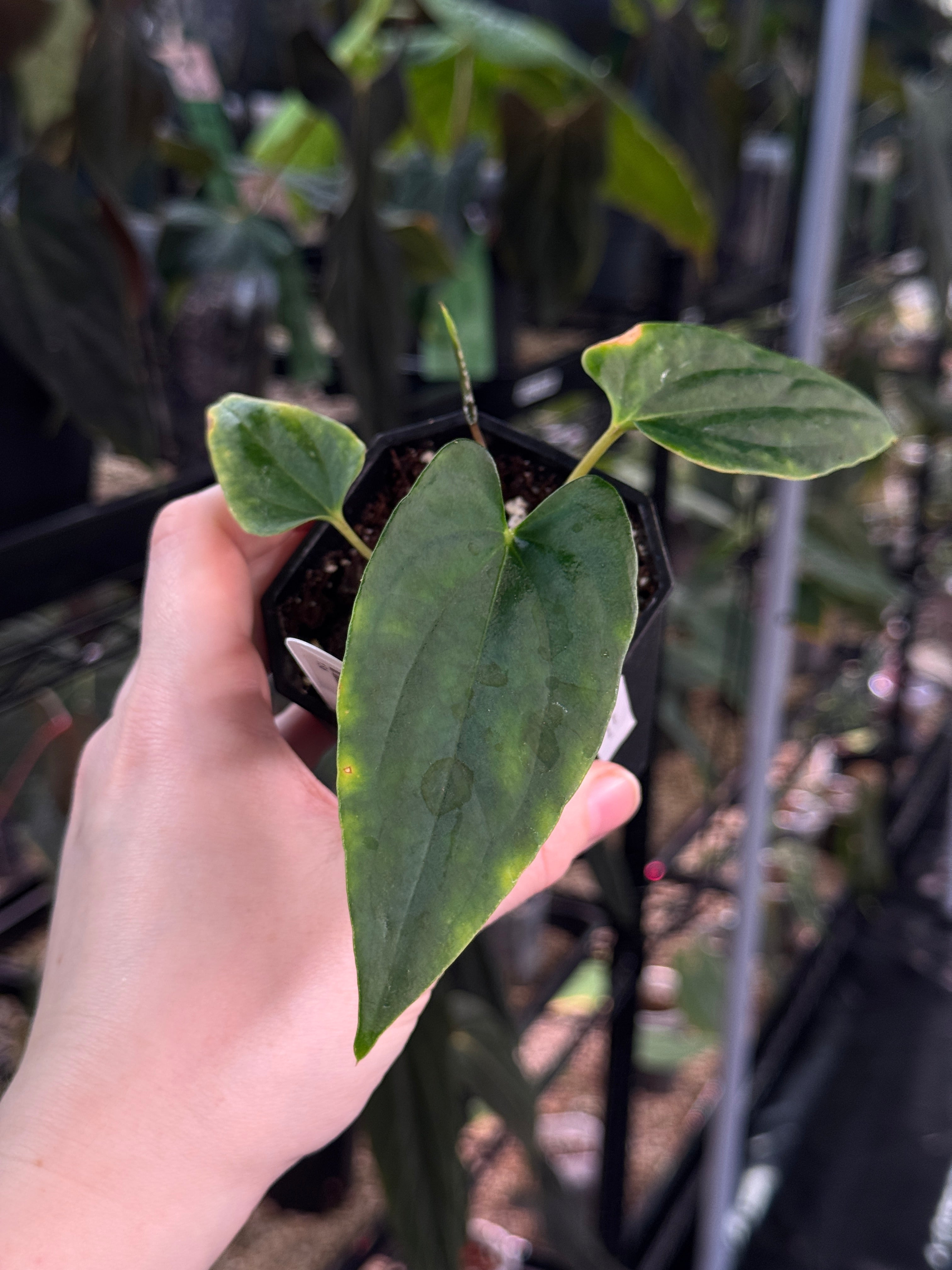 Anthurium Ralph Lynam x self