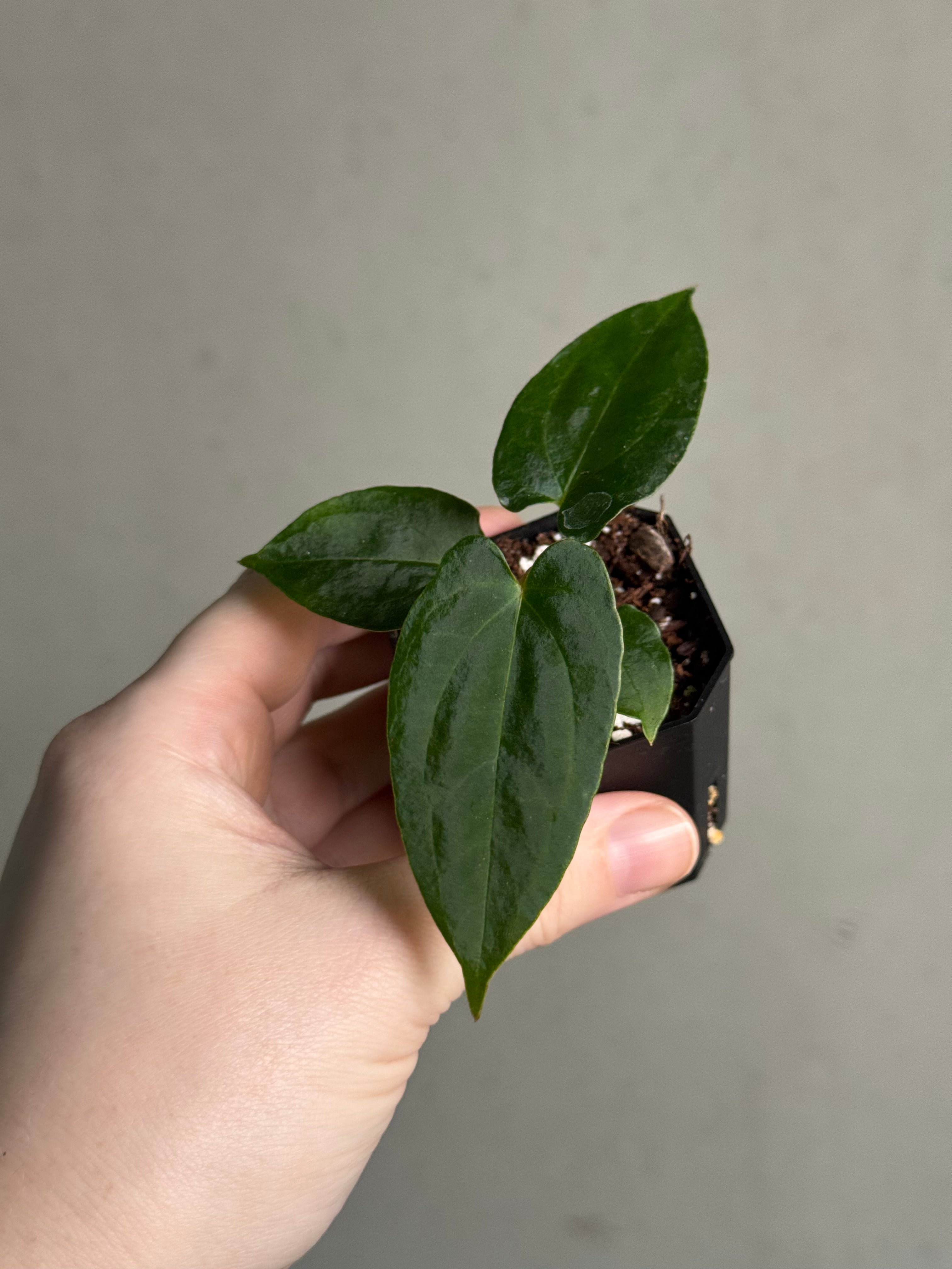 Anthurium Ralph Lynam x self