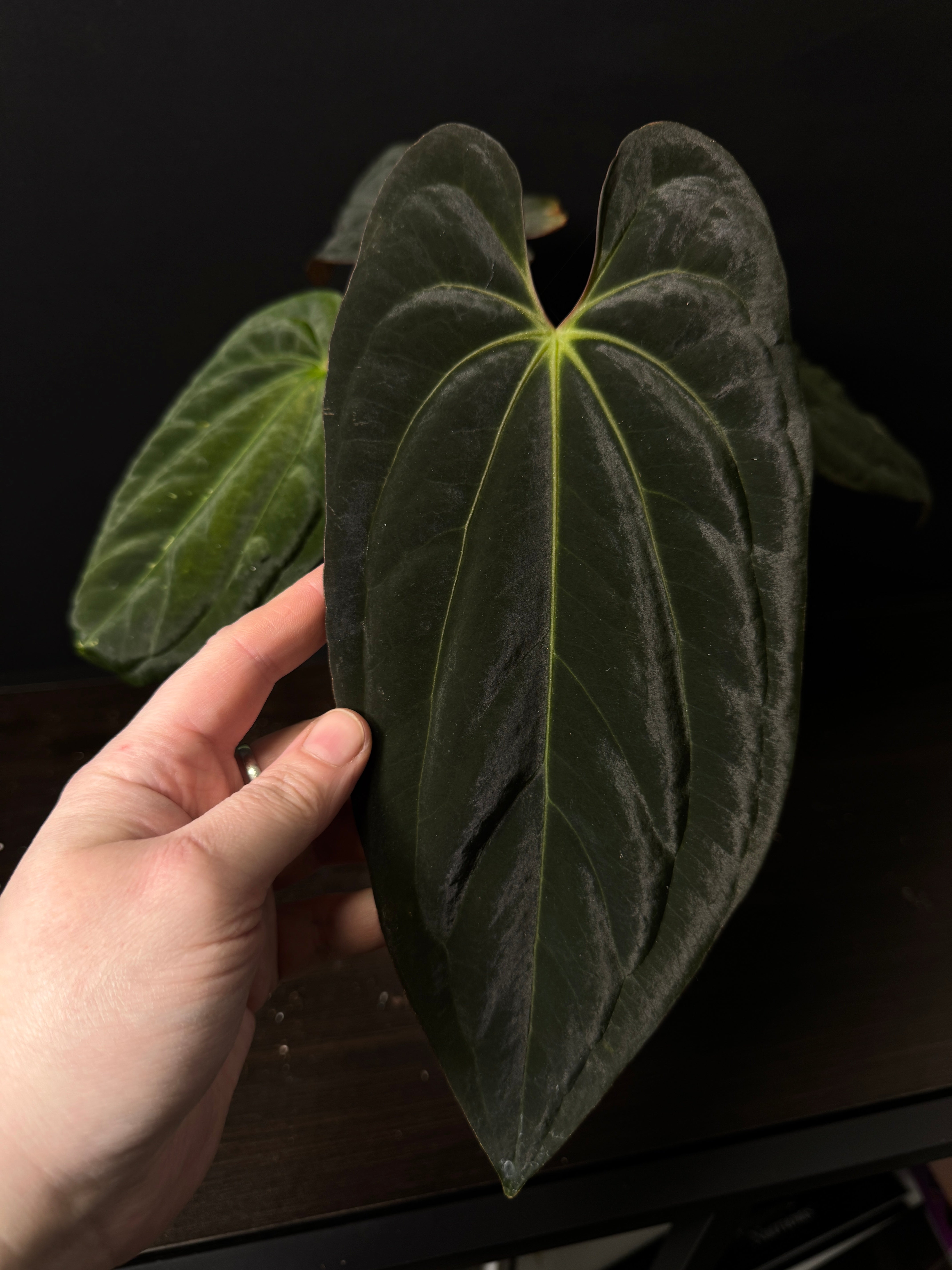 Anthurium BVIT x Red Vein Dark Phoenix