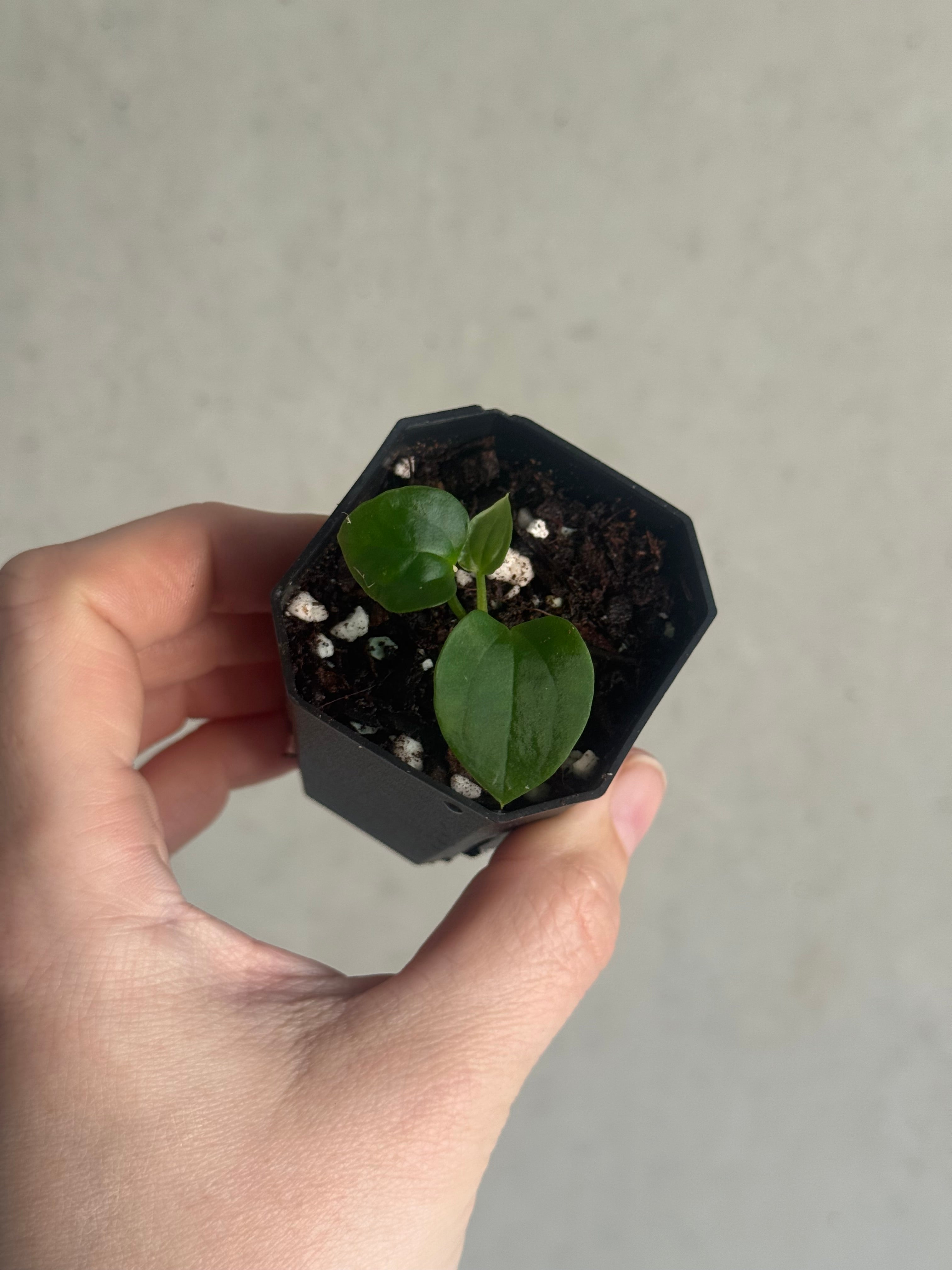 Anthurium Kunayalense PM5 x (BVEP RA1 or sp. Nov DF)