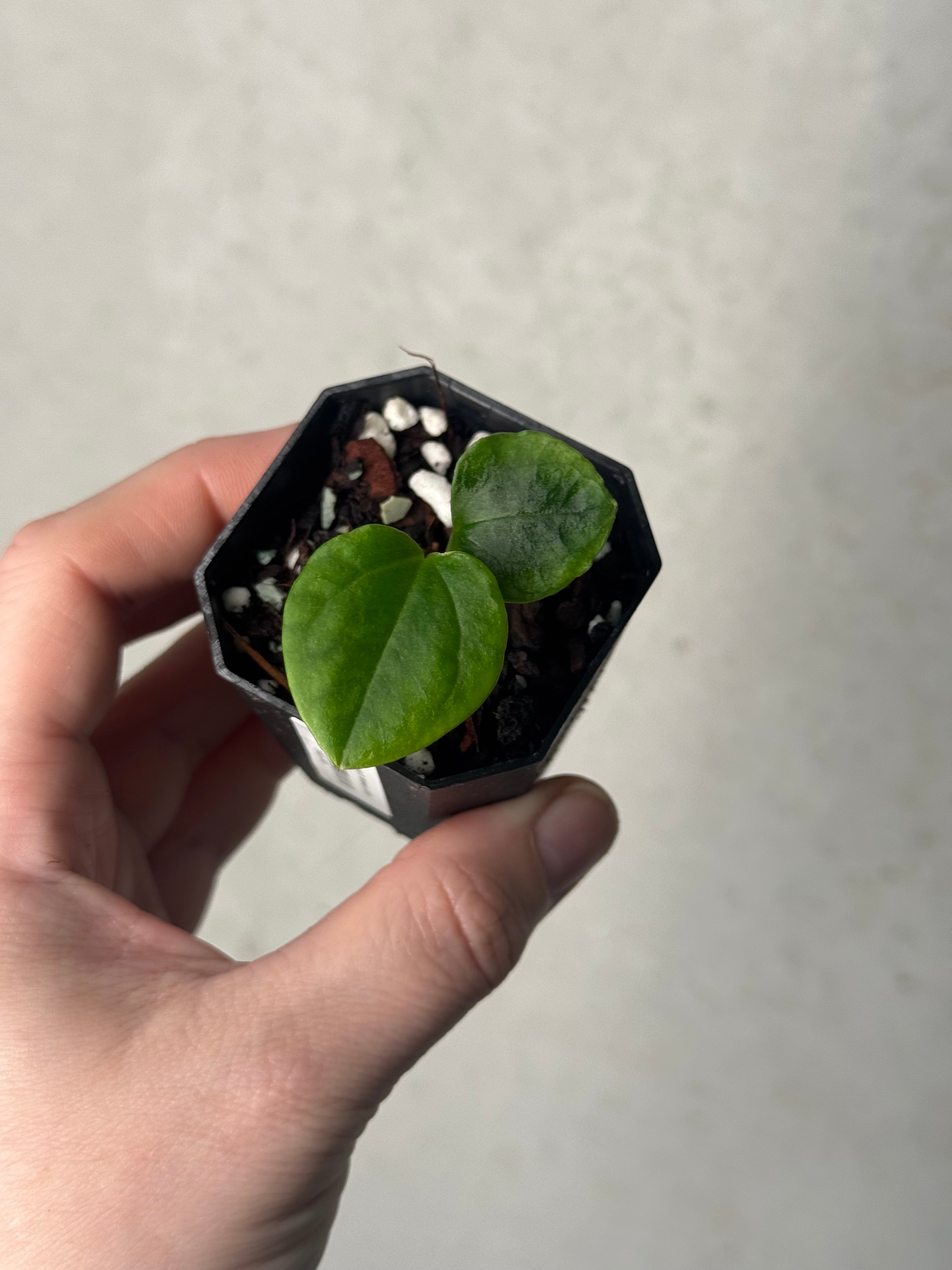 Anthurium Mr. Worldwide x Debilis