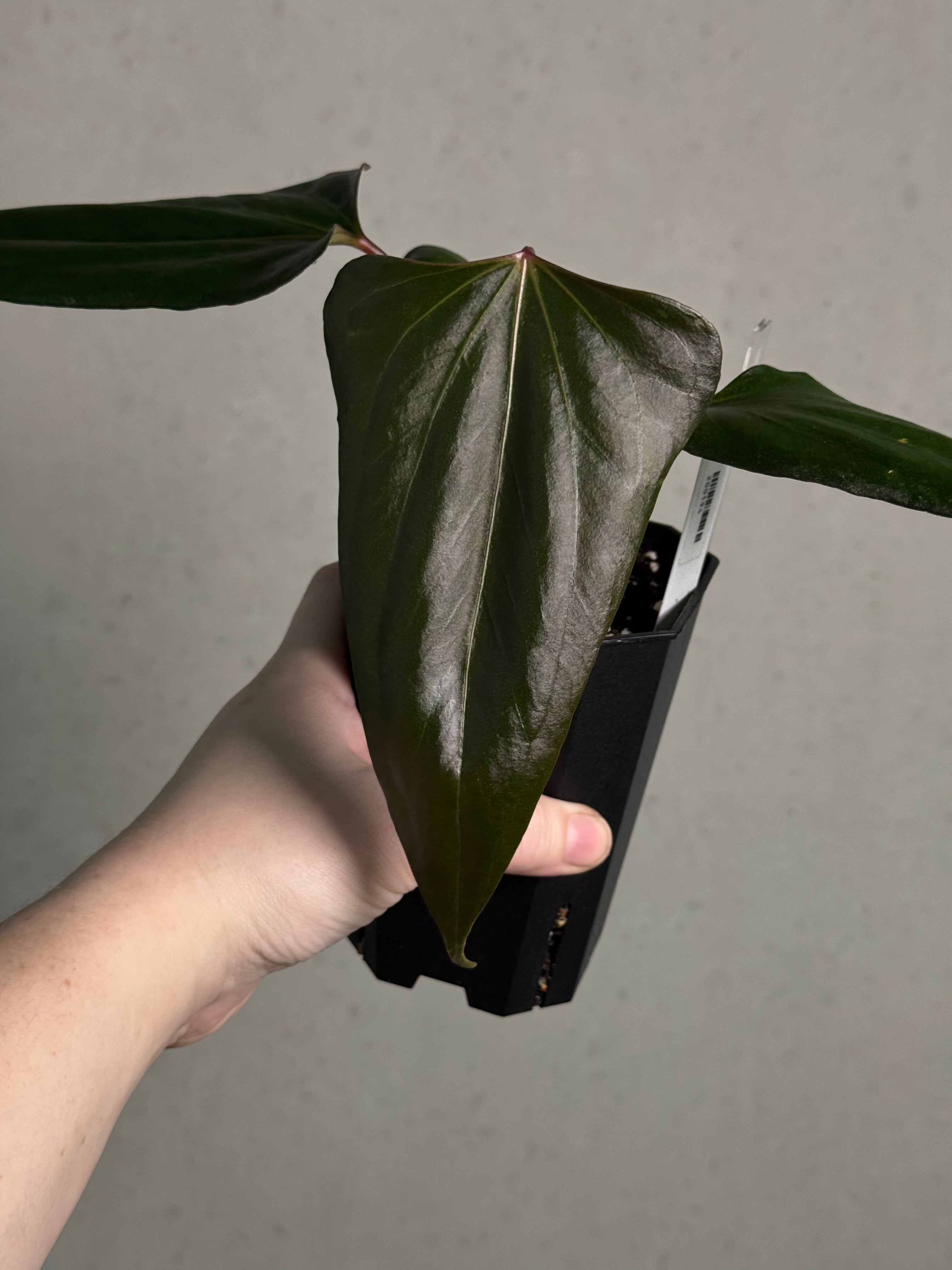 Anthurium ‘Black Sweet’ #2 - Clone