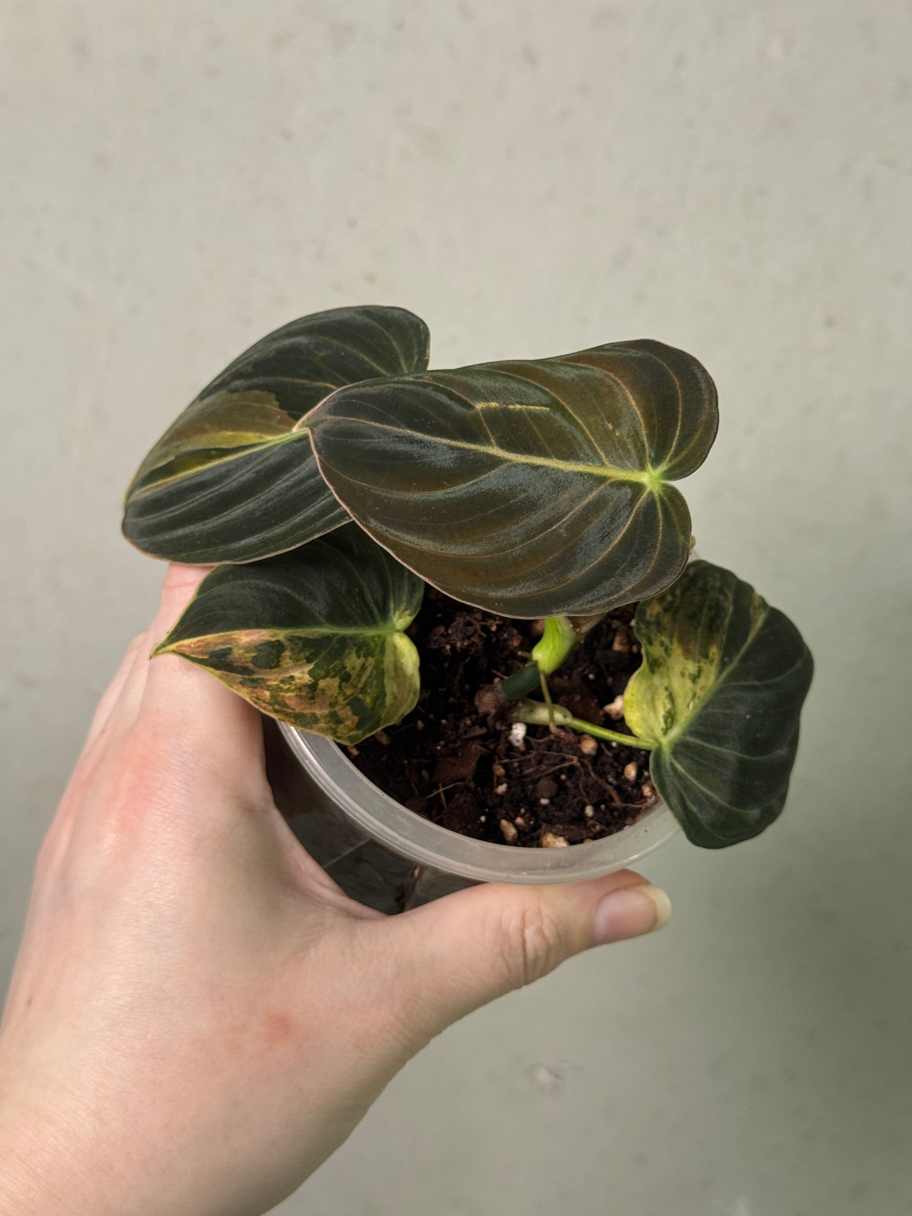 Philodendron Melanochrysum Variegata
