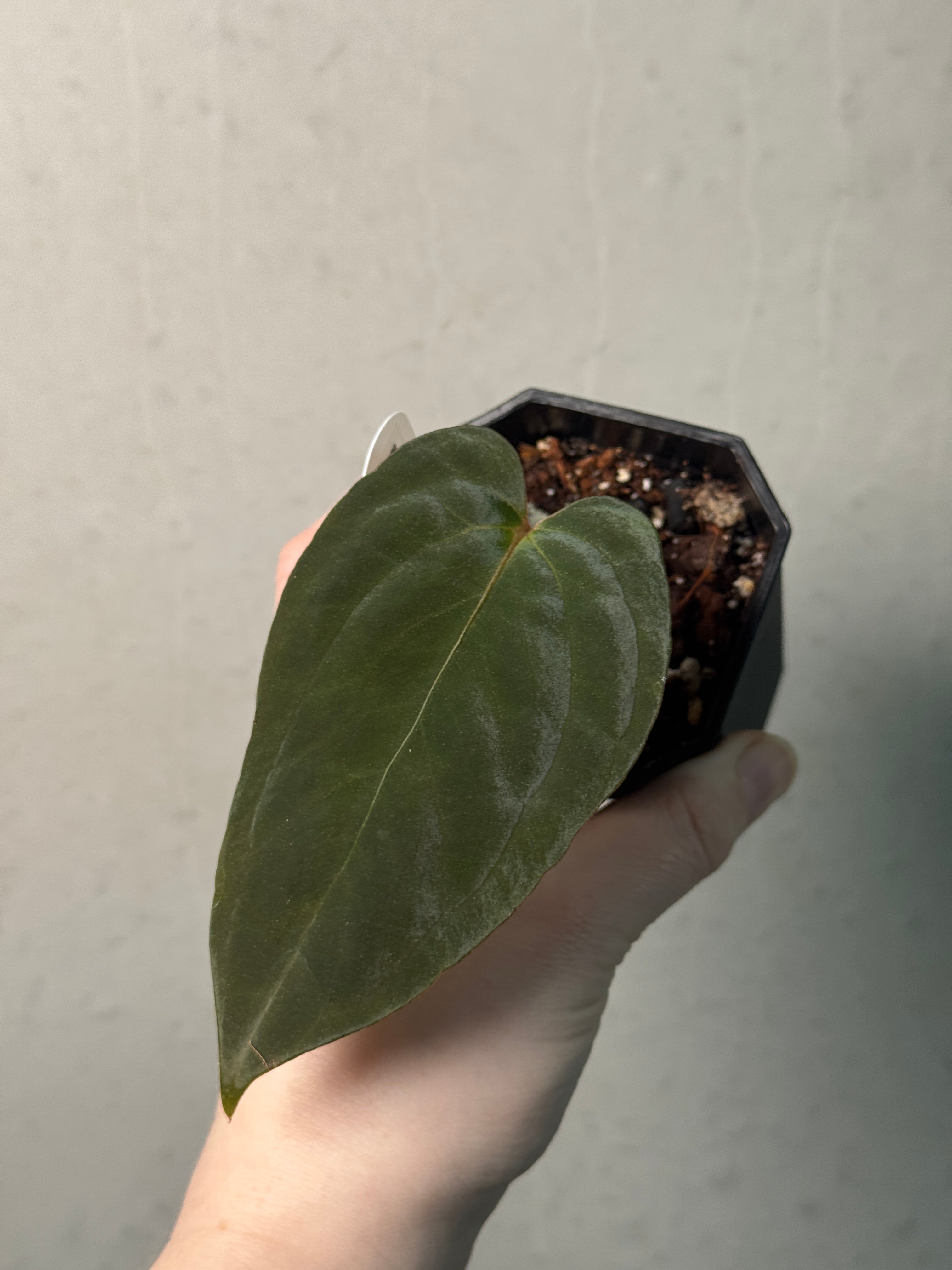 Anthurium Papillilaminum 'Marie' - Clone - SMUKHI