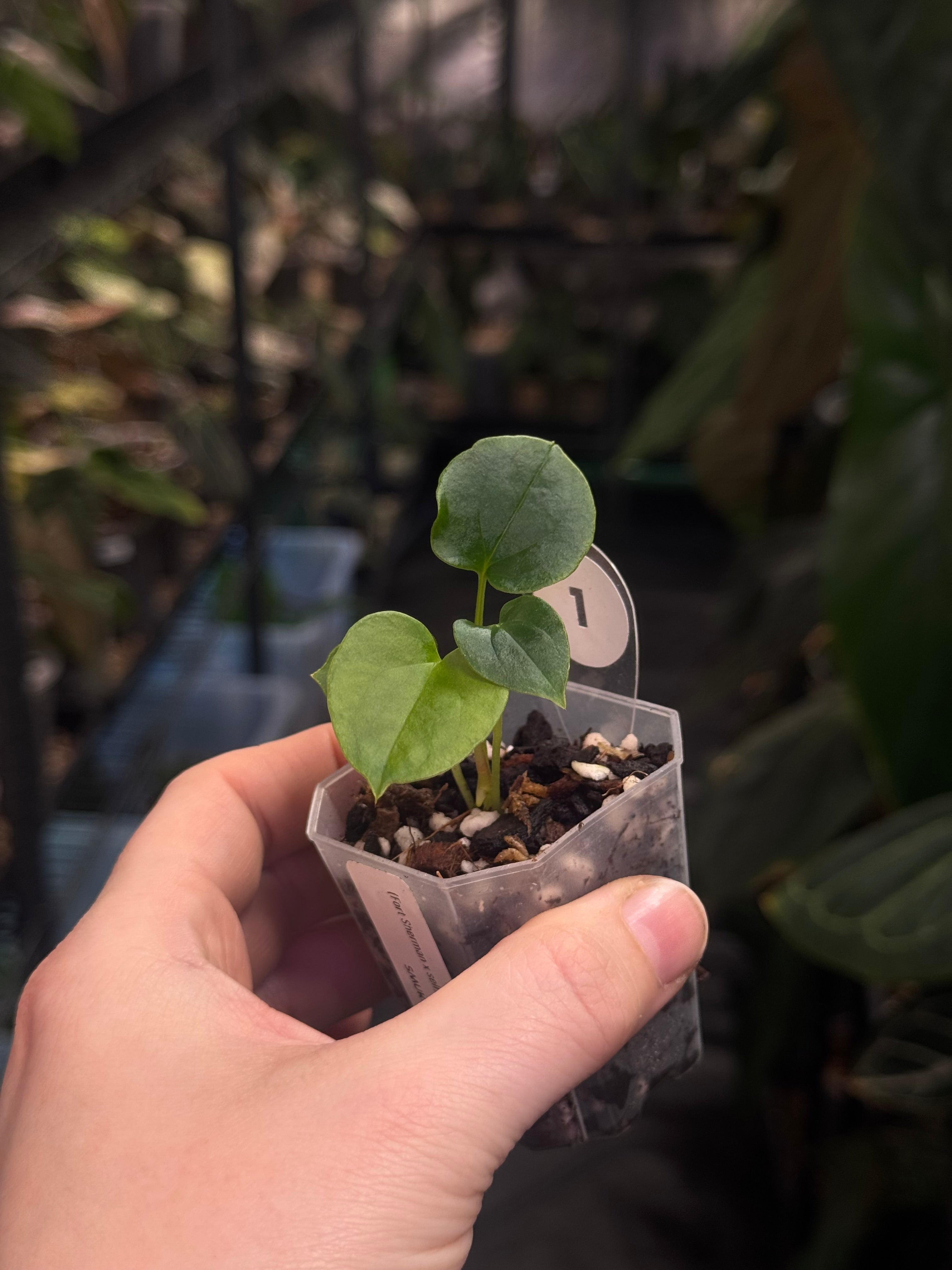 Anthurium (Fort Sherman x self) x (Ralph Lynam x self)