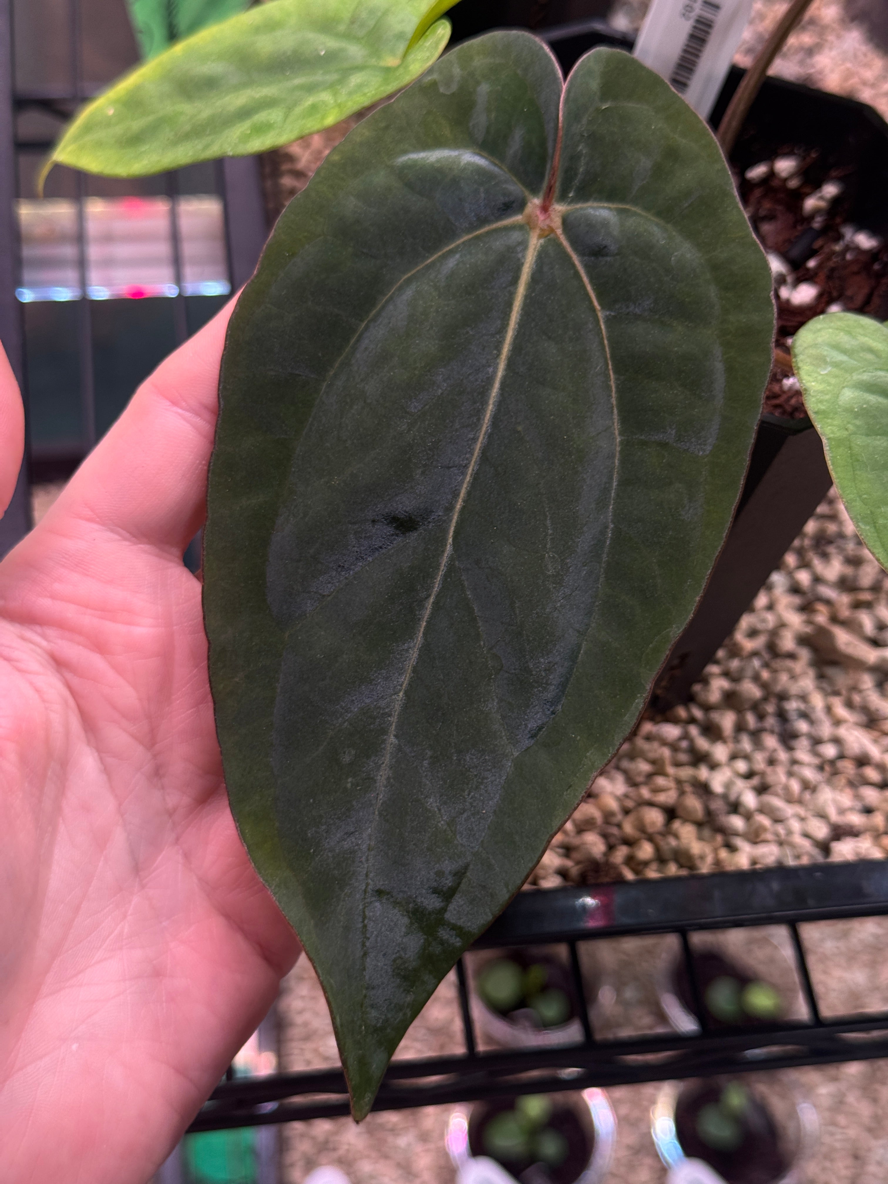 Anthurium (Dressleri RG F2 Dark x Carlablackiae 'Amanda') x Dressleri RG