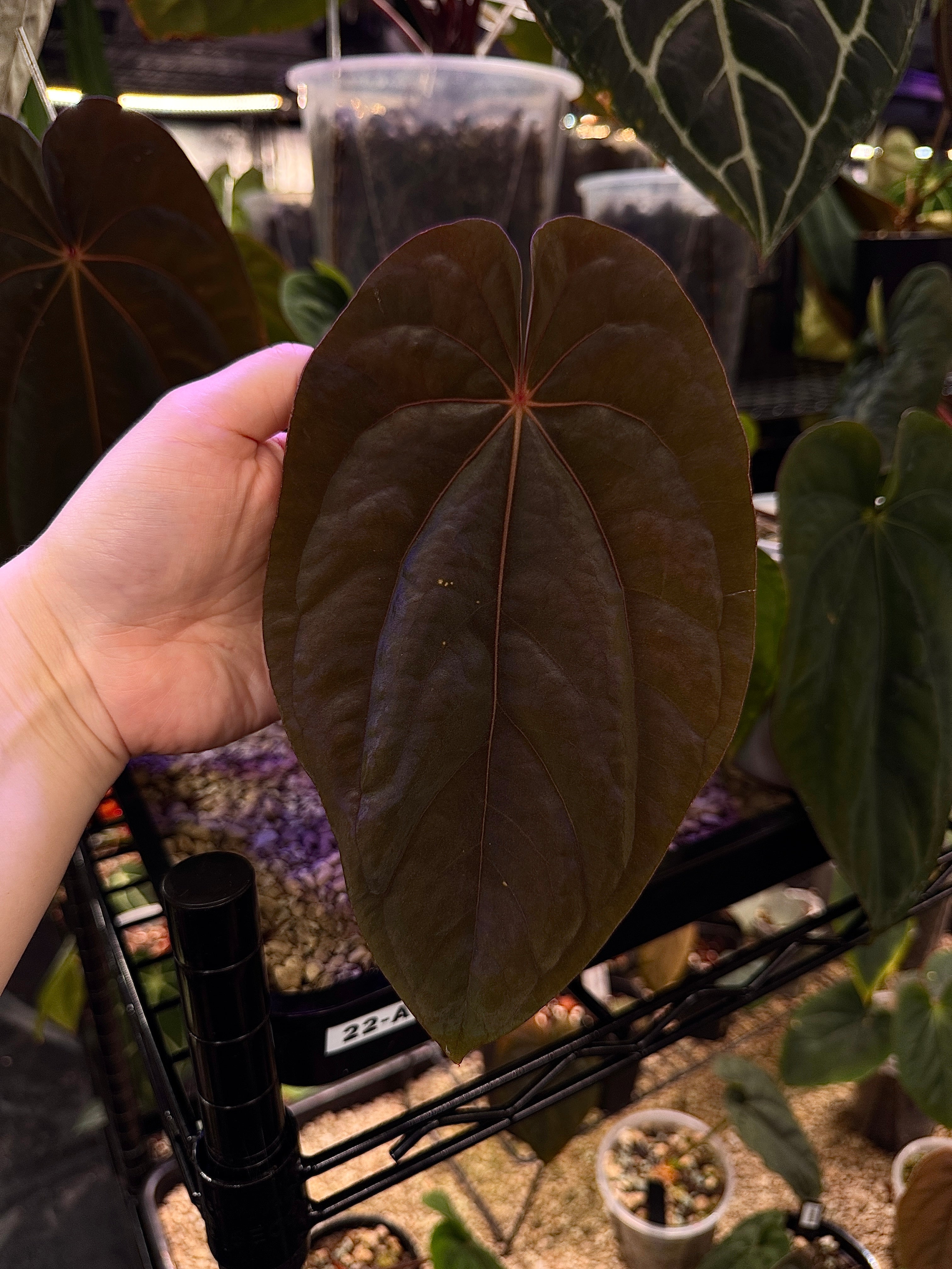 Anthurium Dressleri NSE 'Obsidian' plant from Private Collection with dark green, glossy leaves and vibrant spathe in a natural setting.