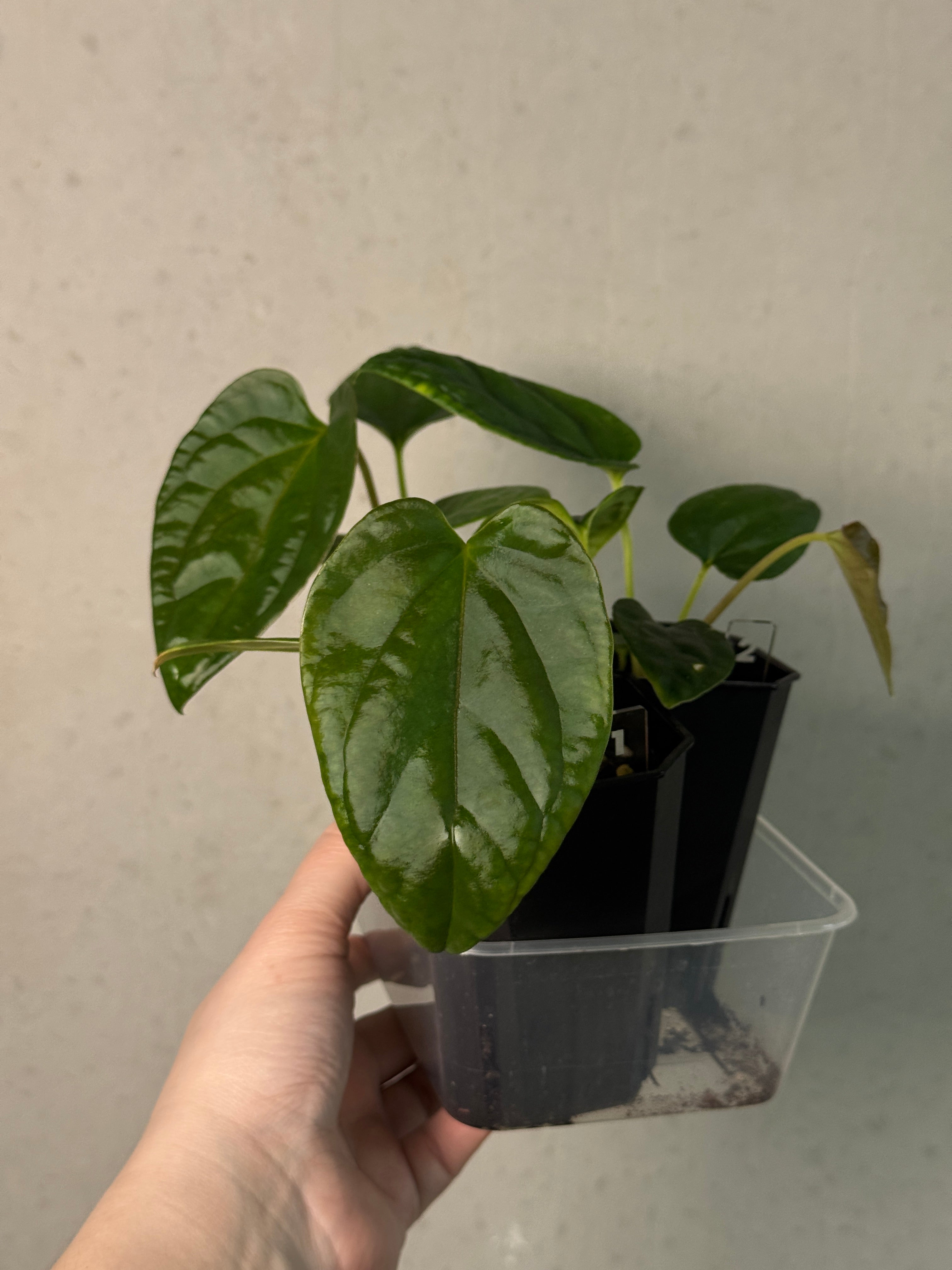 Anthurium Mr. Worldwide x Debile