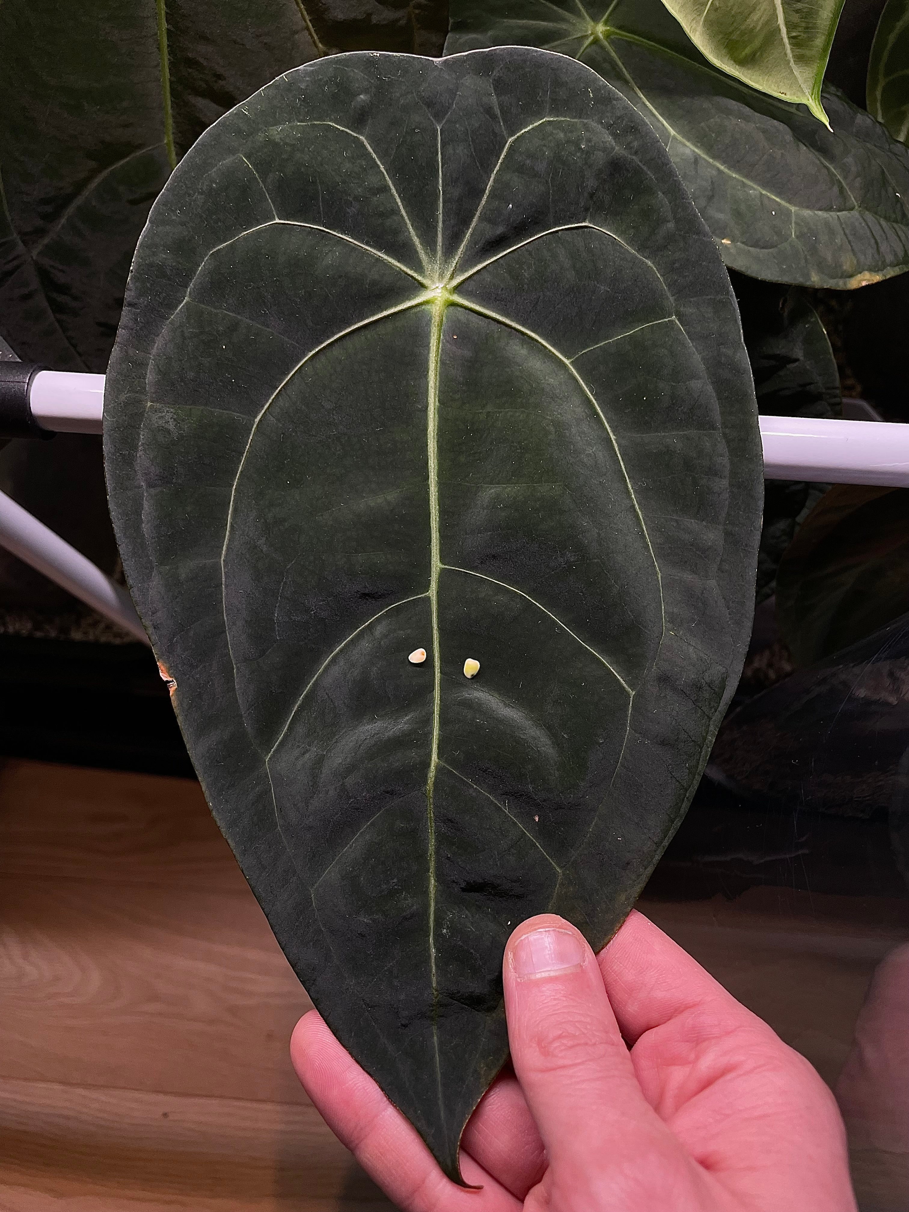 Anthurium (Blue Pap. x Forgetii) x self