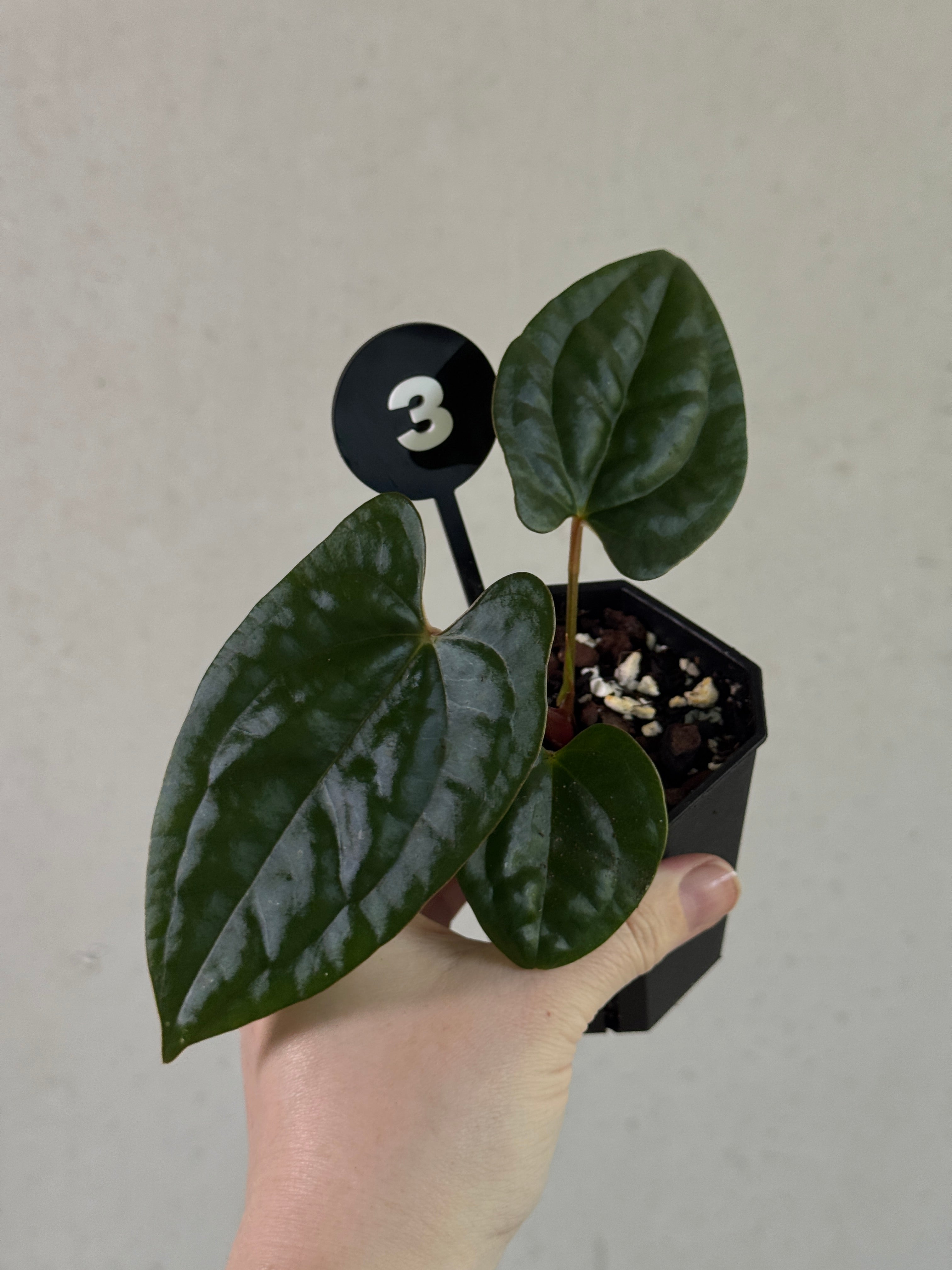 Dark Phoenix x Goliath Anthurium plant with lush green leaves and variegated foliage, cultivated by SMUKHI.