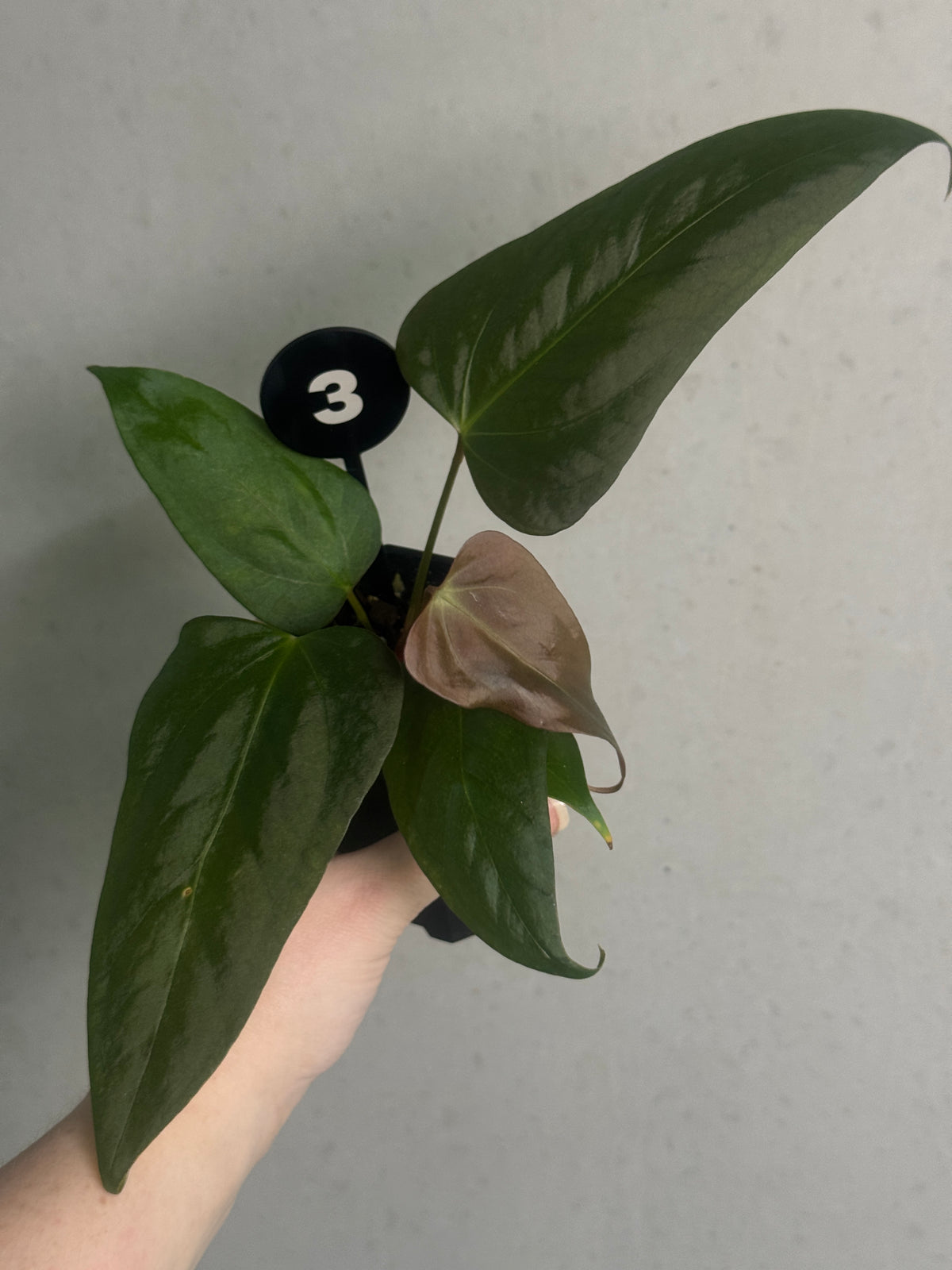 Anthurium plant 'Cobra' x Fort Sherman x Indo Portillae, tropical houseplant with glossy green leaves and vibrant red spathes.