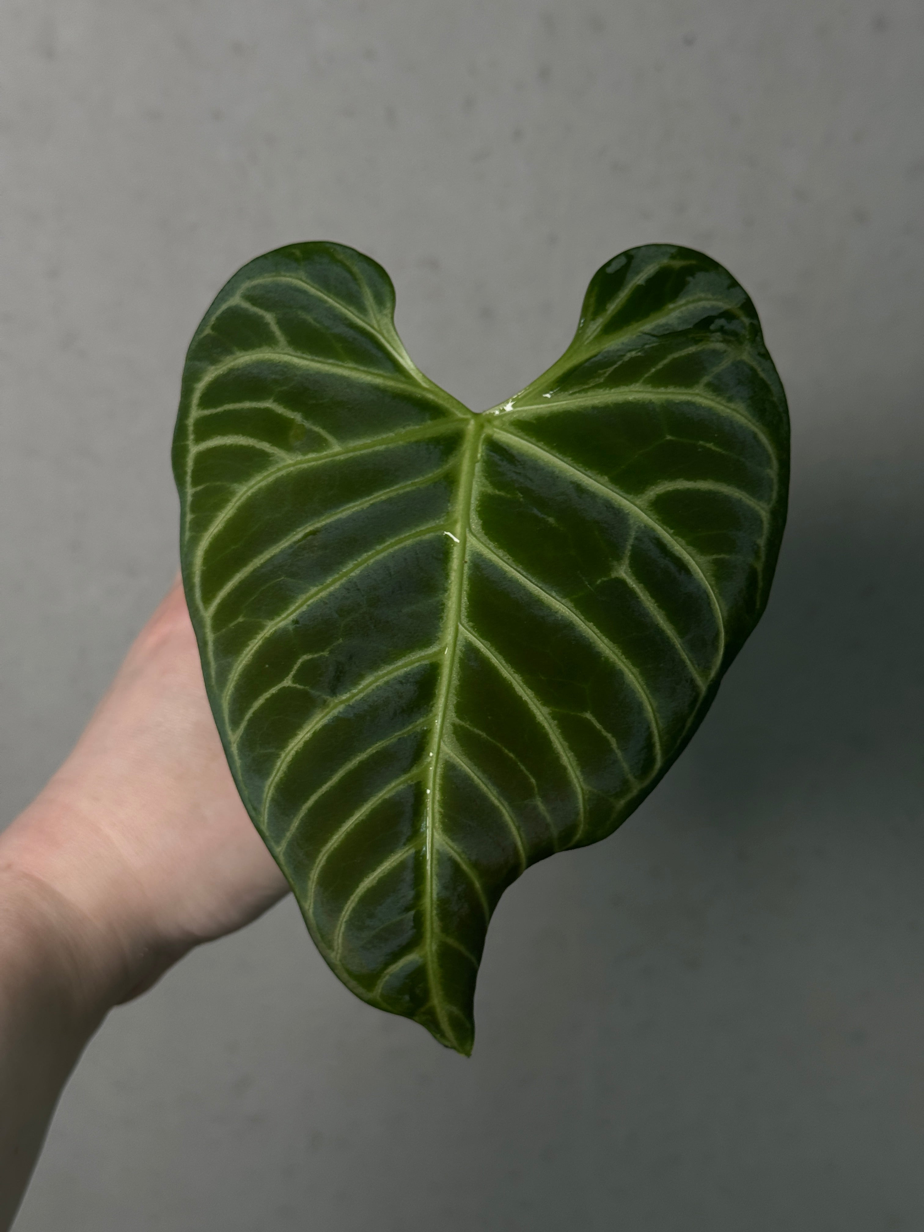 Anthurium Regale