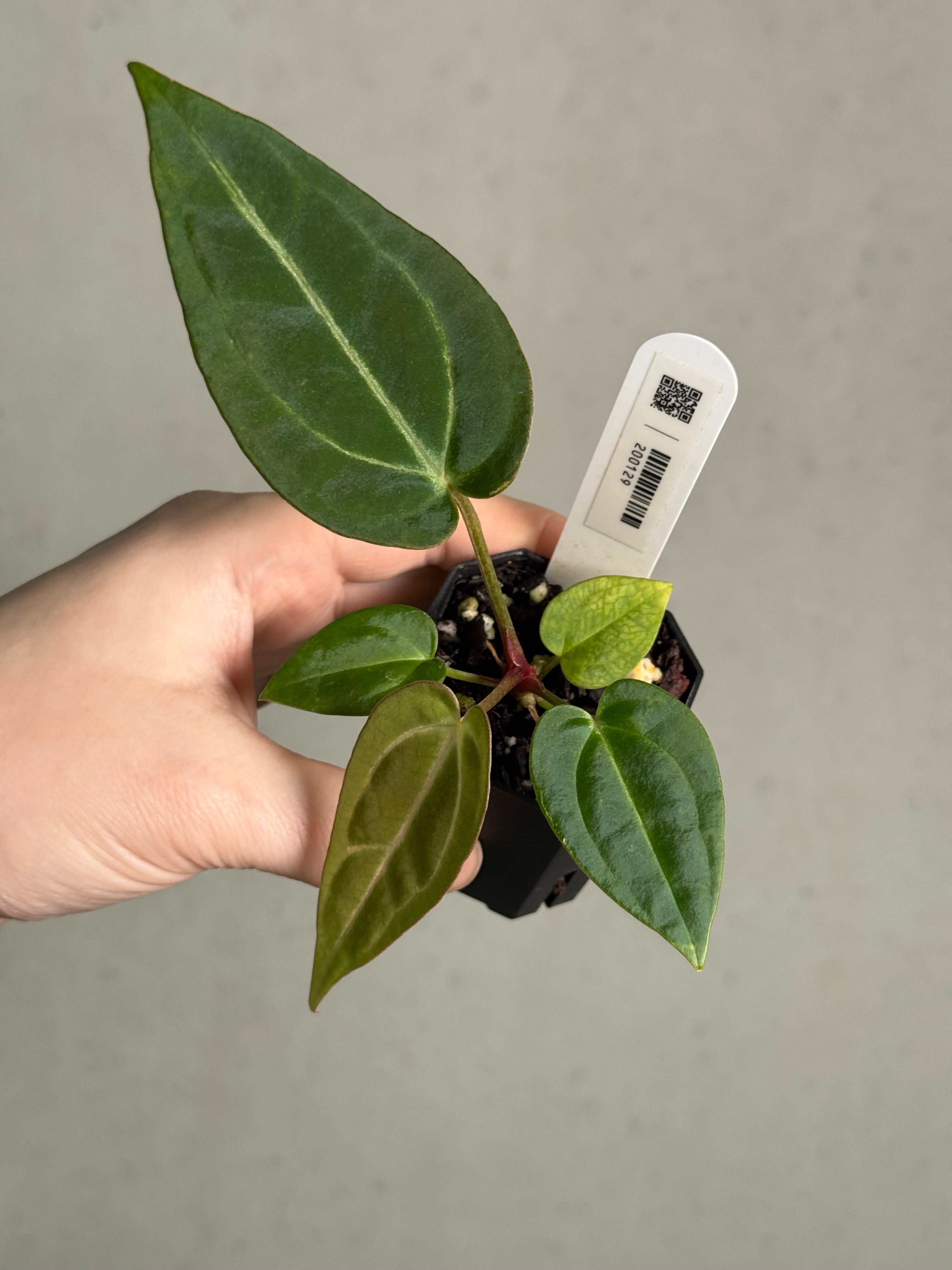 Anthurium (Carlablackiae WU1 x self) x (Black Widow x Red Velvet Cake) - SMUKHI