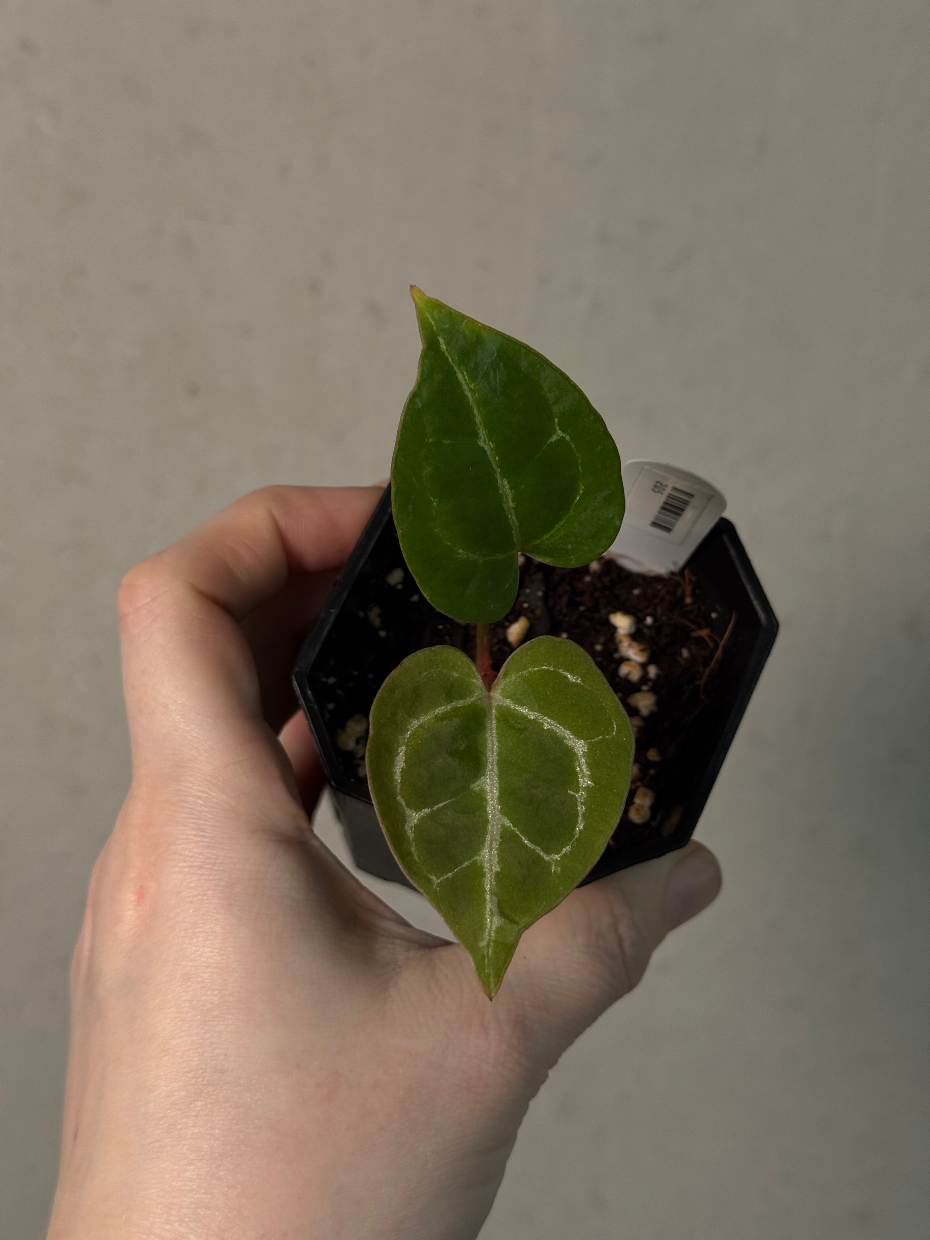 Anthurium Crystallinum ‘Chocolate’ x ‘Labyrinth’