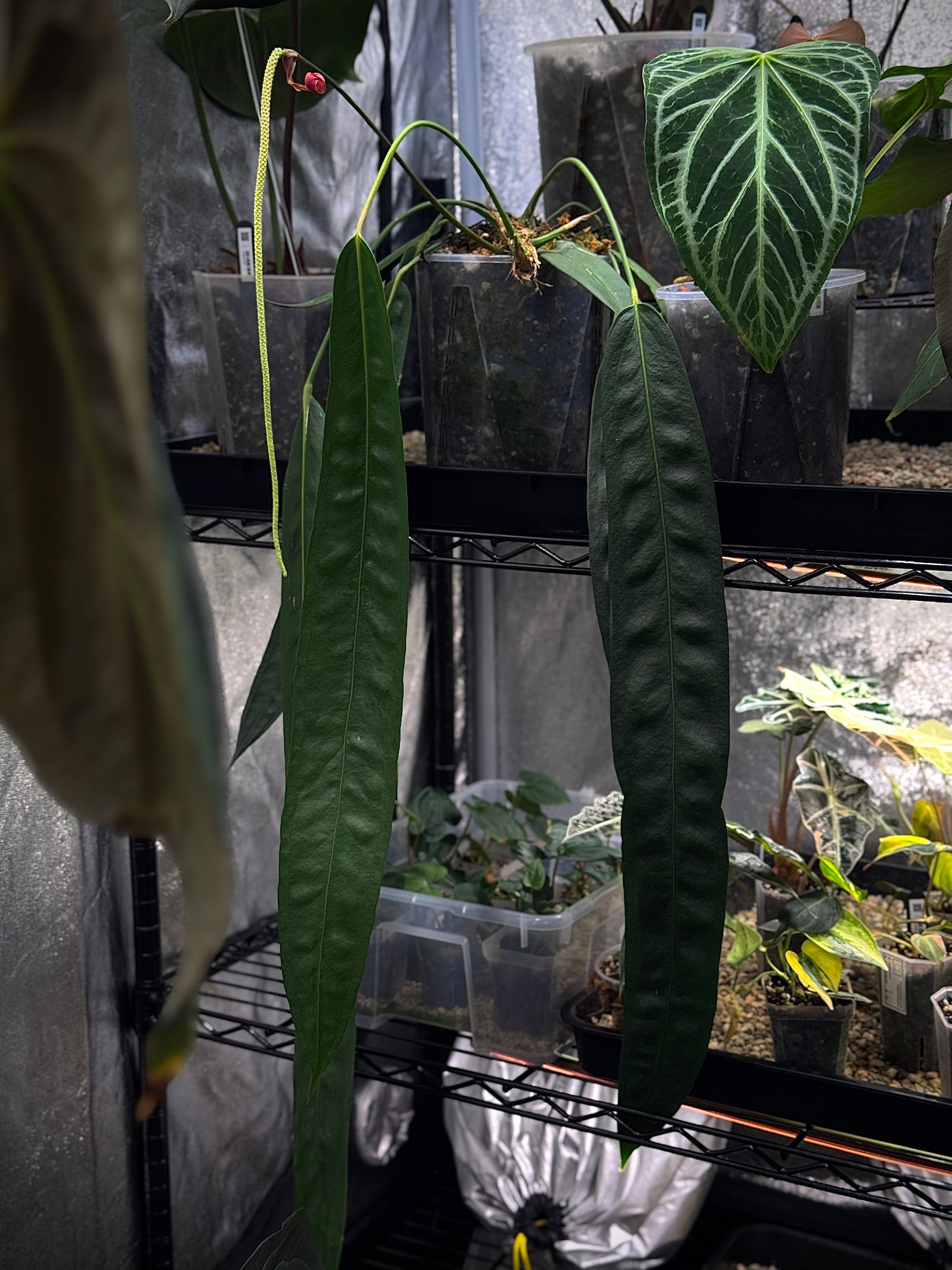 NFS: Anthurium Wendlingeri #2